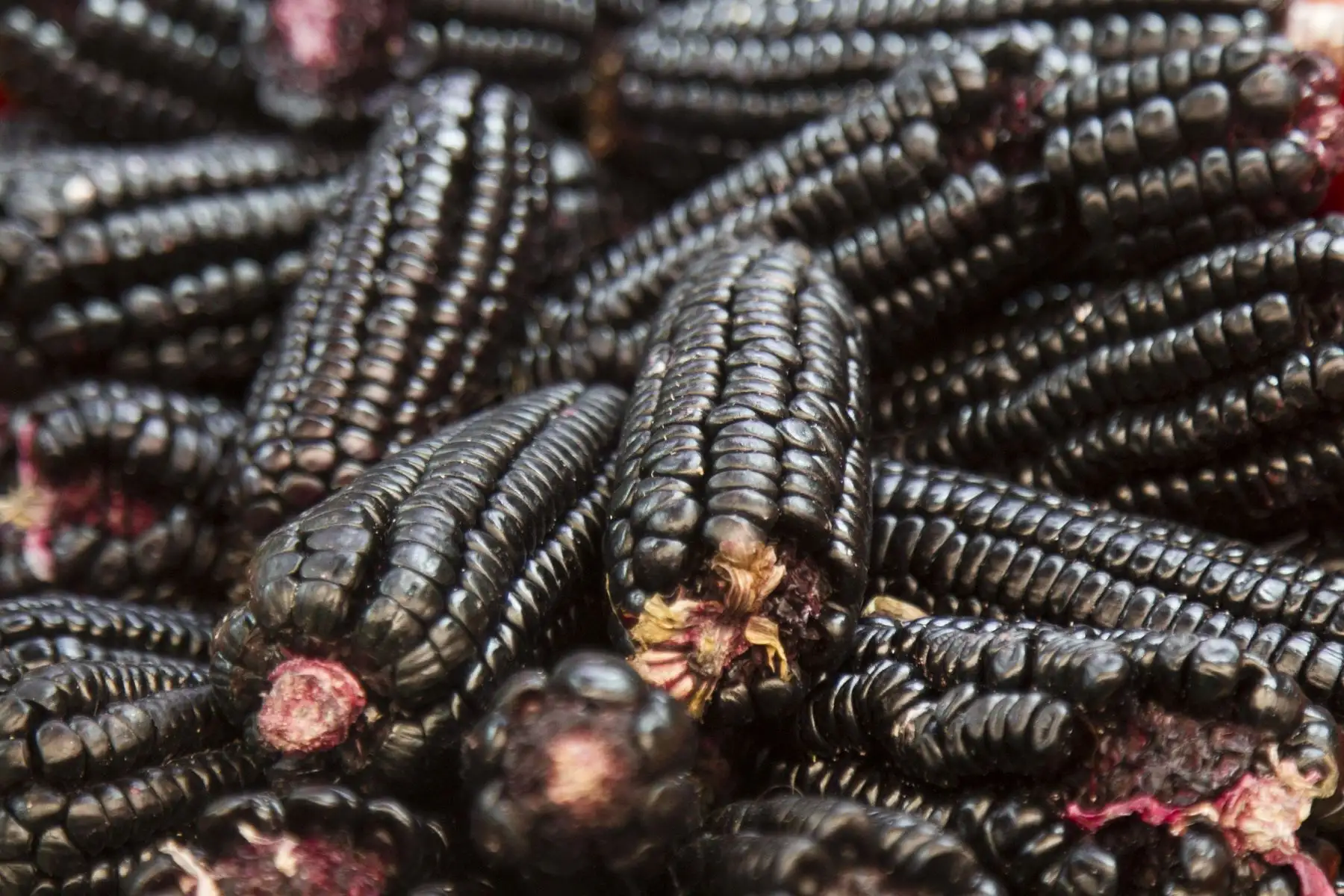 Maíz morado. Está entre los productos agrícolas orgánicos que más exporta Perú al mundo. Aún se participación es pequeña, pero se estima que crecerá en el corto plazo.