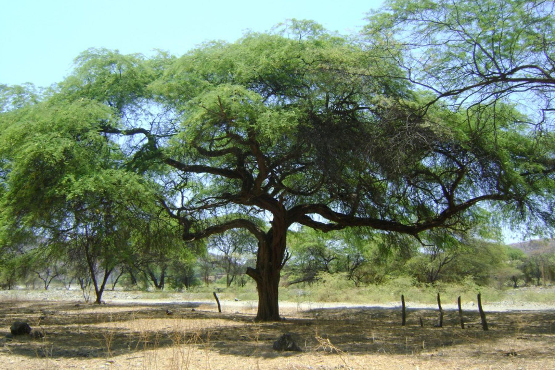 El algarrobo, especie emblemática de la costa norte que crece especialmente en los departamentos de Piura y Lambayeque, es considerado como un árbol patrimonial peruano.  ANDINA/Archivo