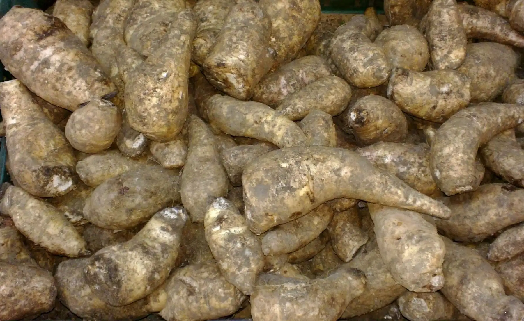 Arracacha. Hortaliza que se produce La Libertad, Amazonas y Ayacucho, entre otras regiones. Es rica en calcio, fósforo, fierro, niacina, vitamina A, ácido ascórbico, proteínas, fibras y carbohidratos.