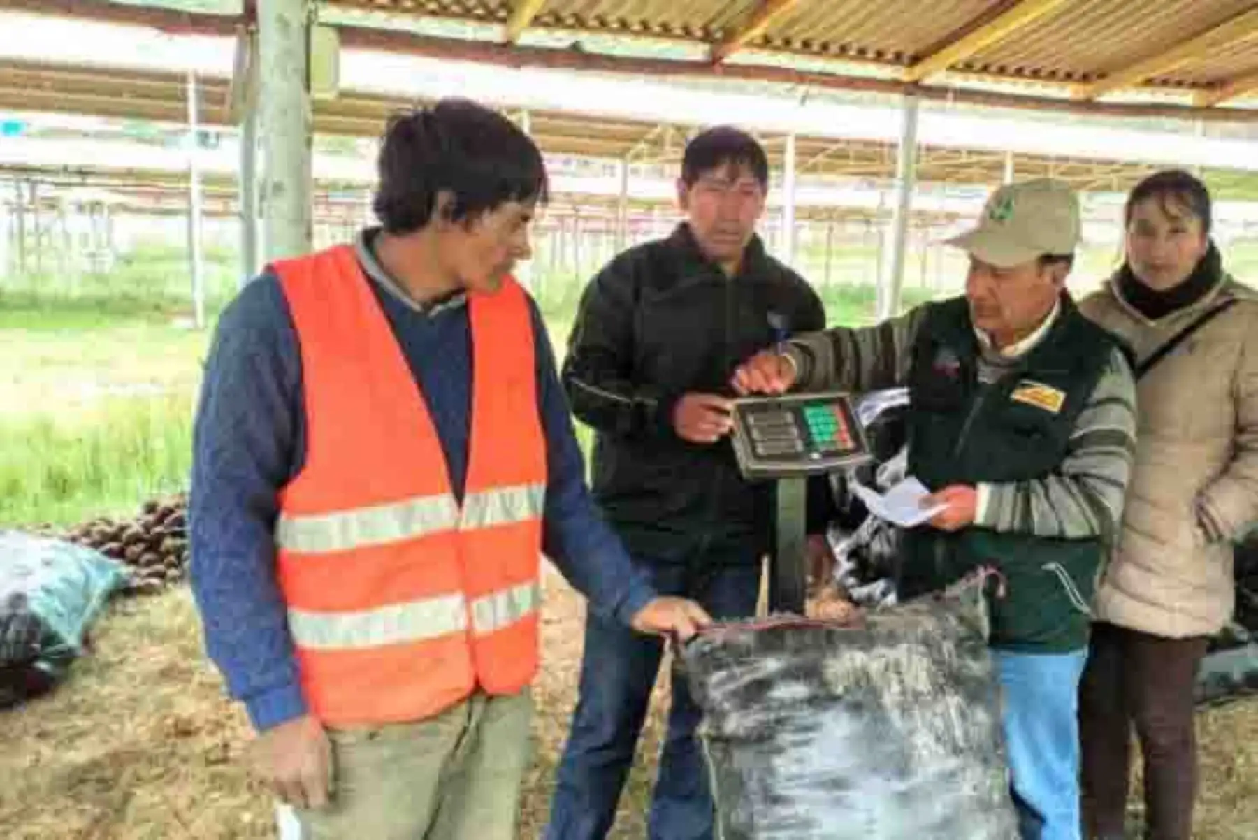 Como parte de los acuerdos suscritos por el Ministerio de Agricultura y Riego (Minagri) y las principales organizaciones de productores de la región, hoy se inició la adquisición de las primeras 1,500 toneladas de papa blanca a un precio de un sol el kilogramo.