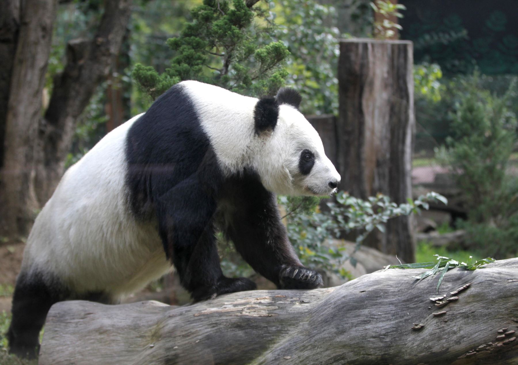 Panda Xin Xin del Zoológico de Chapultepec. Foto: EFE
