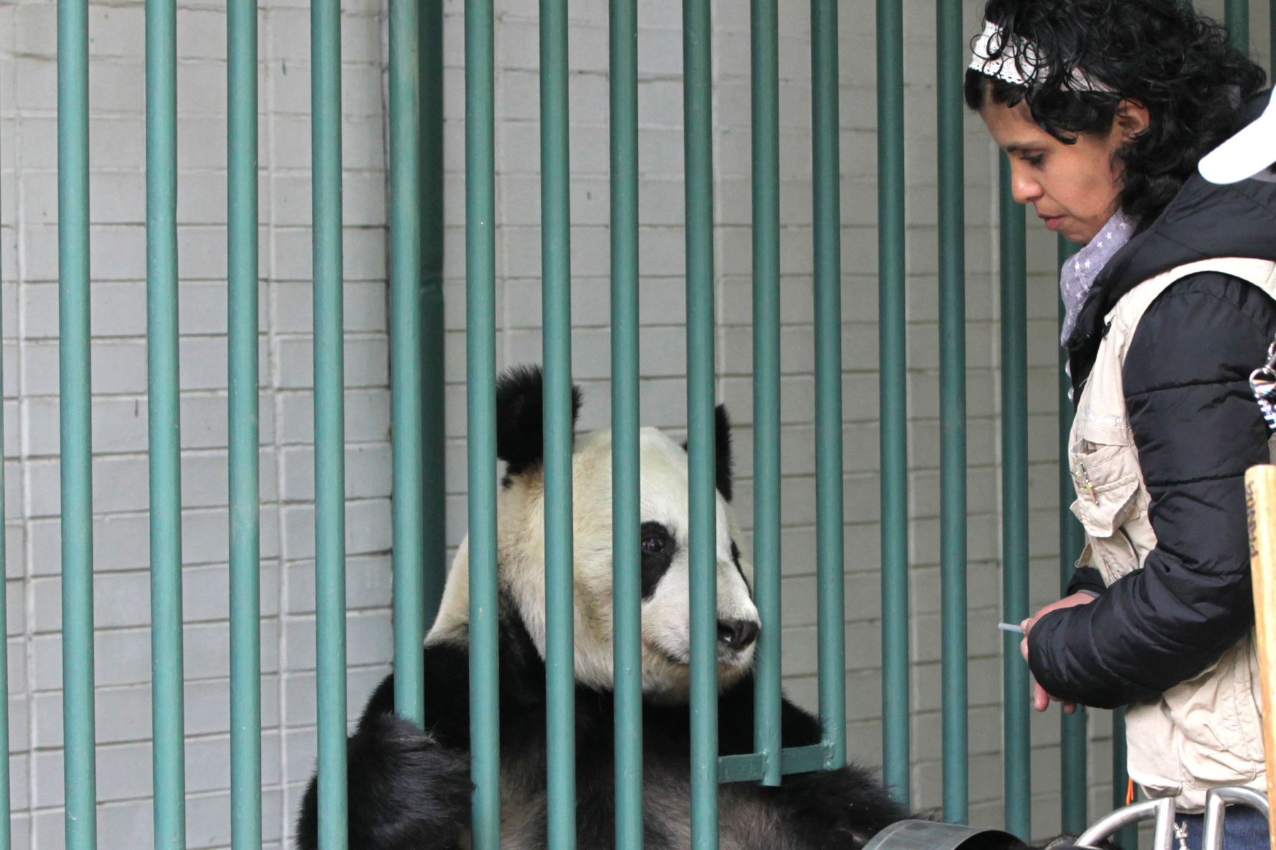 Panda Xin Xin del Zoológico de Chapultepec. Foto: EFE