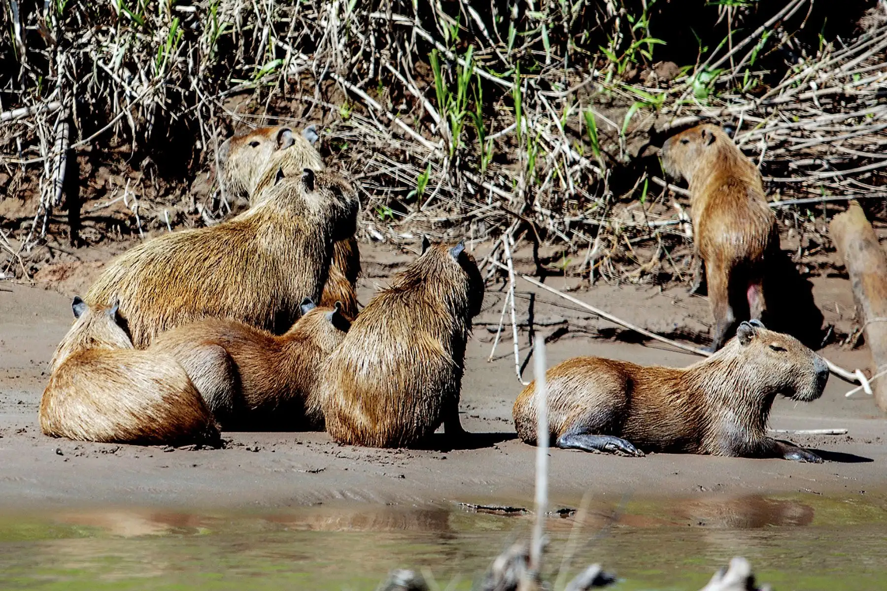 Esta suma de esfuerzos permitió rescatar 736 hectáreas ocupadas por actividades de minería ilegal, un 97% de recuperación en la Reserva Nacional de Tambopata. Foto: Cortesía Gustavo Sánchez