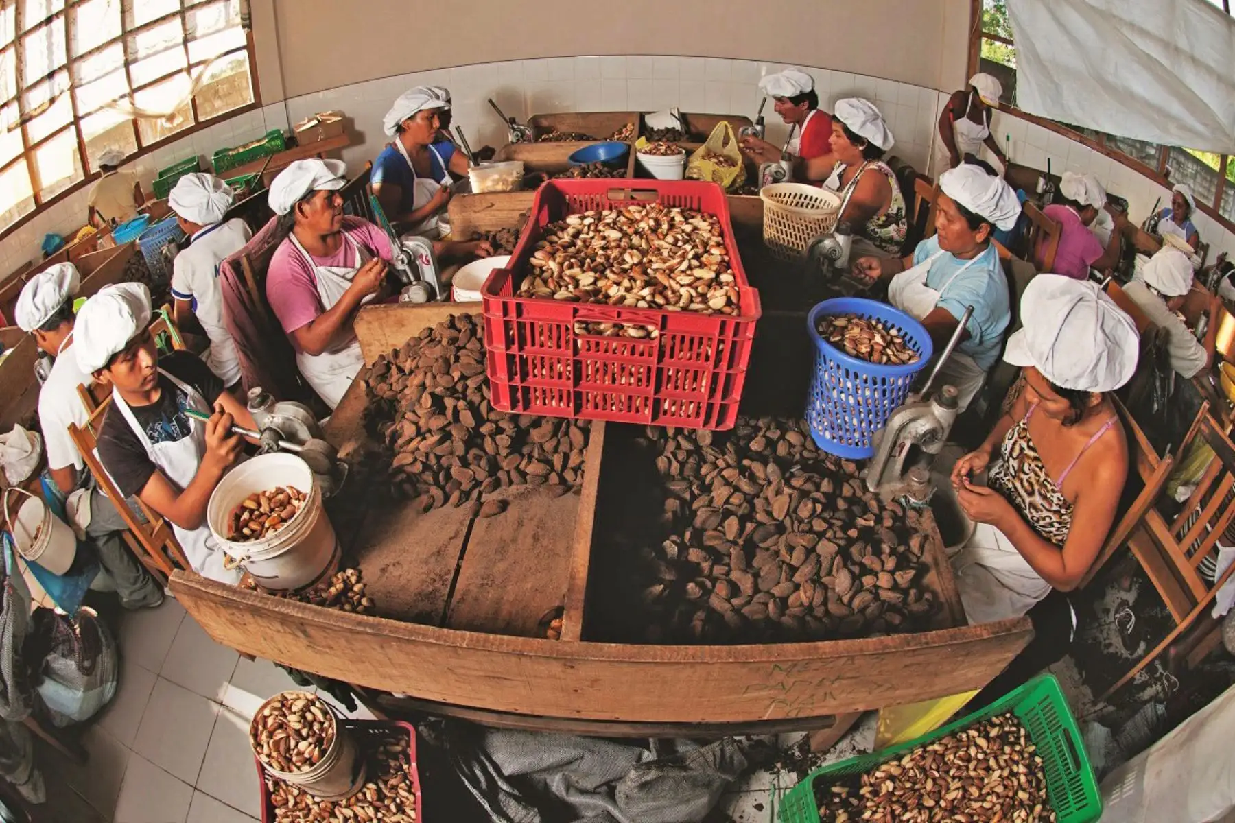 El Sernanp suscribió el año pasado 2 “derechos” que dan permiso a las colectividades para recolectar los frutos de la castaña en las ANP de Madre de Dios. Foto: ANDINA/ Difusión