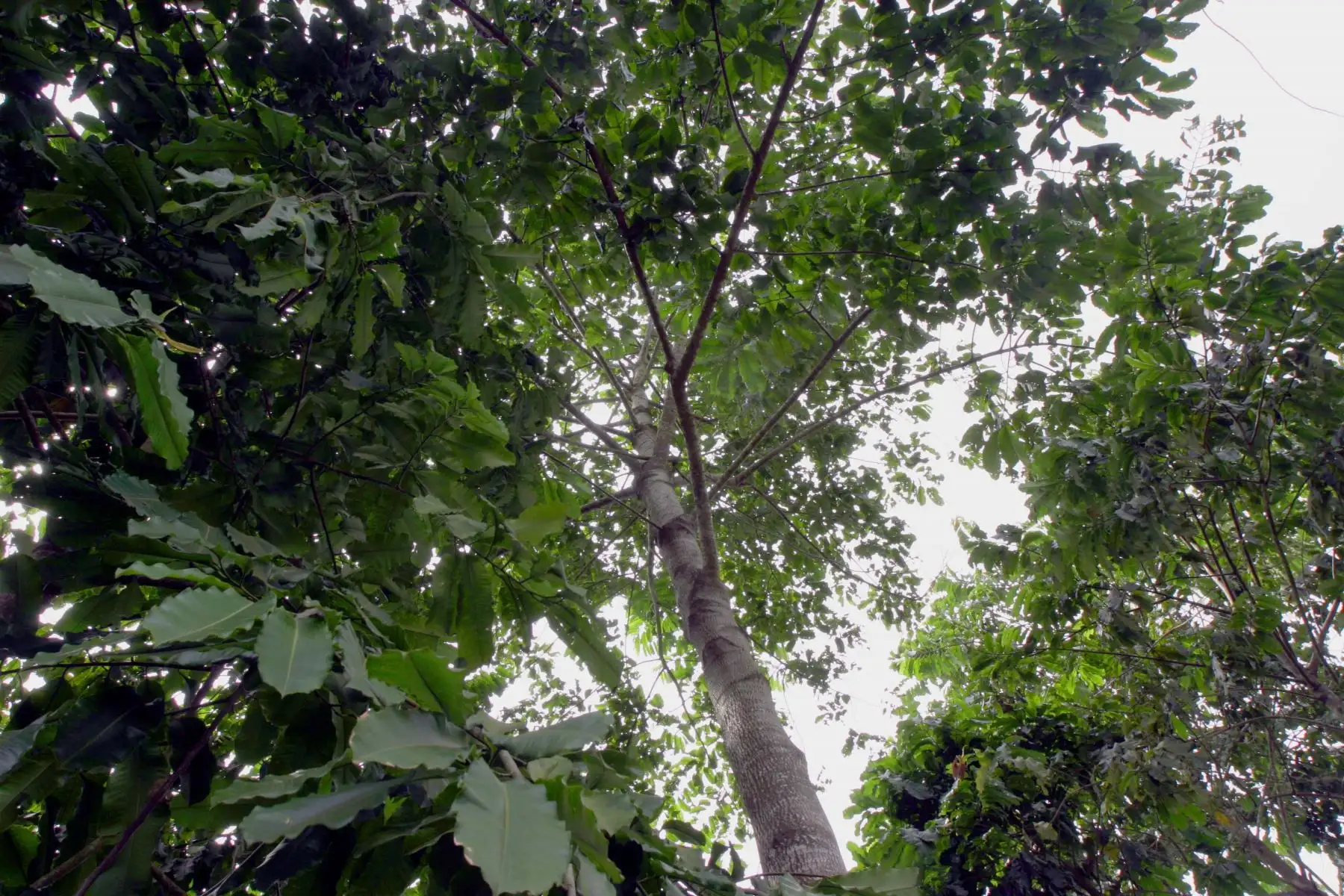 La castaña es un patrimonio natural que permite conservar la diversidad biológica, y a la vez genera ingresos económicos para la población local.