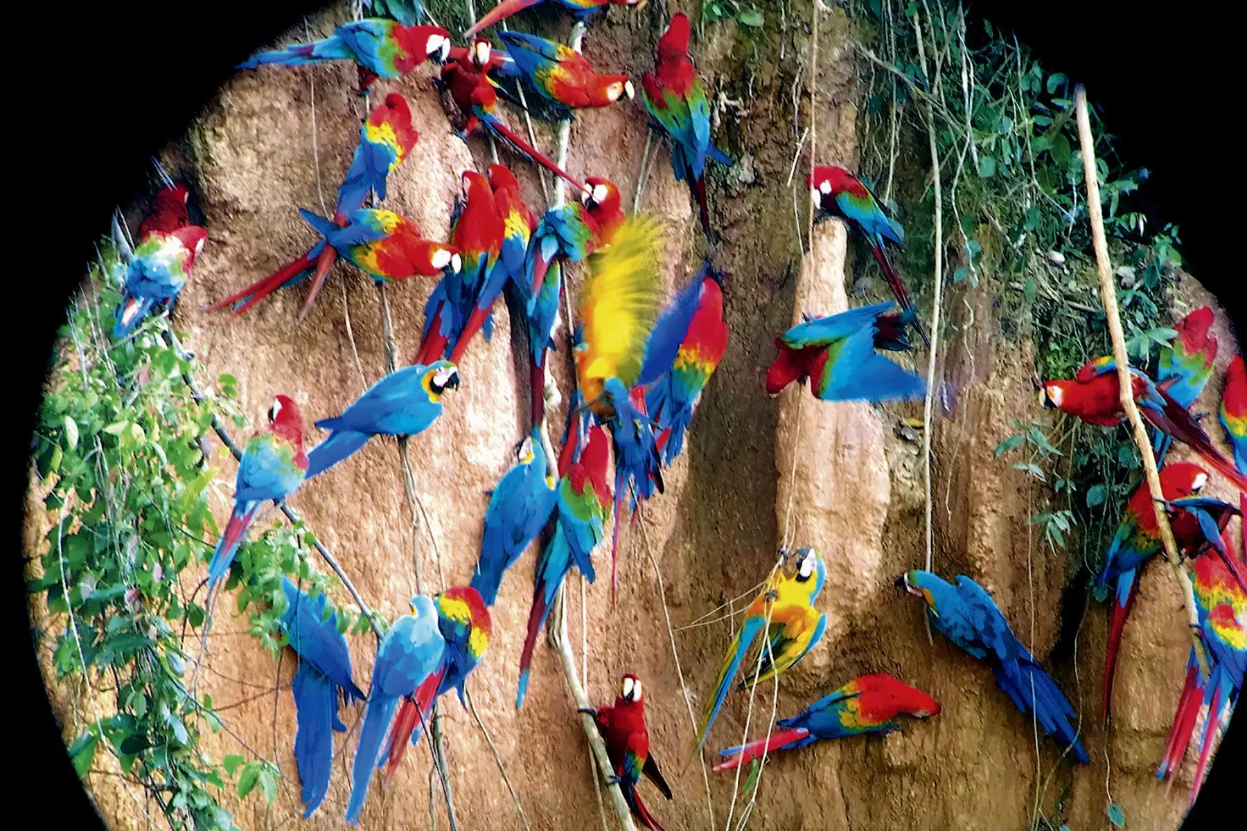 Los guacayamos son la especie más amenazada por los traficantes de animales. Foto: Cortesía/ Gustavo Sánchez