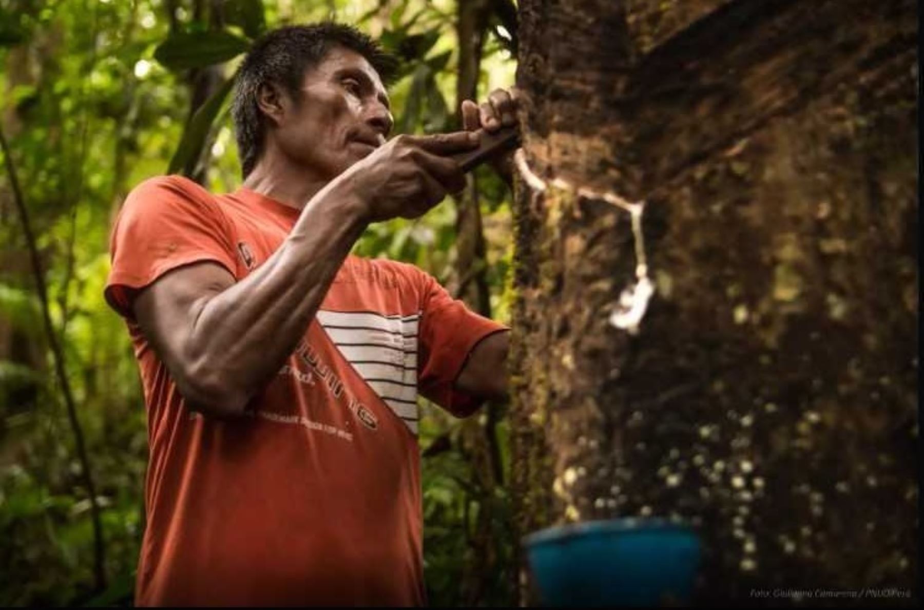 Siete comunidades indígenas en la provincia de Condorcanqui, región Amazonas, se beneficiarán este año con el proyecto “Mejoramiento de los Servicios para la Promoción y el Aprovechamiento Sostenible del Recurso Shiringa”.
