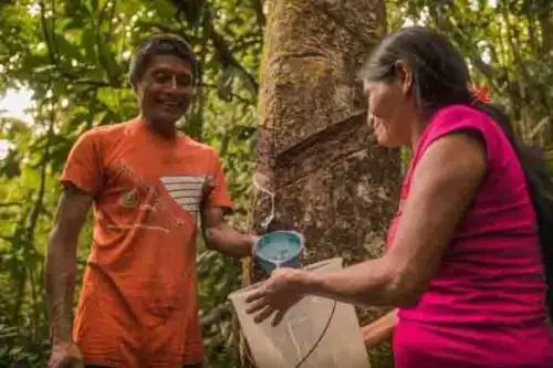 El árbol de la shiringa es una especie forestal amazónica de la cual se extrae el látex natural o silvestre con el cual se produce cuero vegetal que sirve para elaborar productos impermeables como bolsos, mochilas, suelas para calzado, capas, llaveros y artículos artesanales, entre otros. ANDINA/Difusión