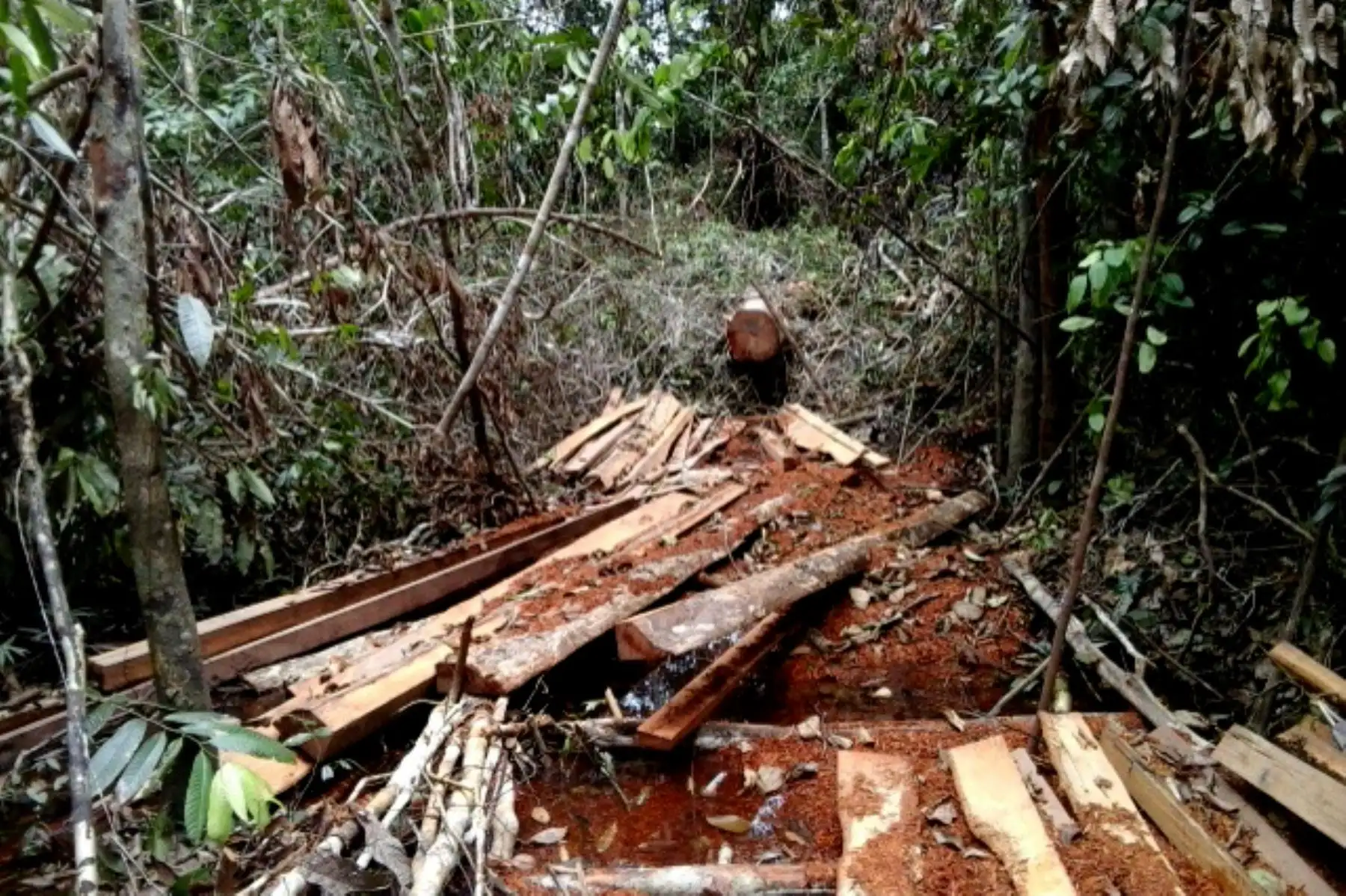 Su propio pueblo, la pujante comunidad loretana de Puerto Prado –a 25 minutos de Nauta en peque peque– tuvo que abandonar tres veces sus tierra por culpa de la insania taladora.