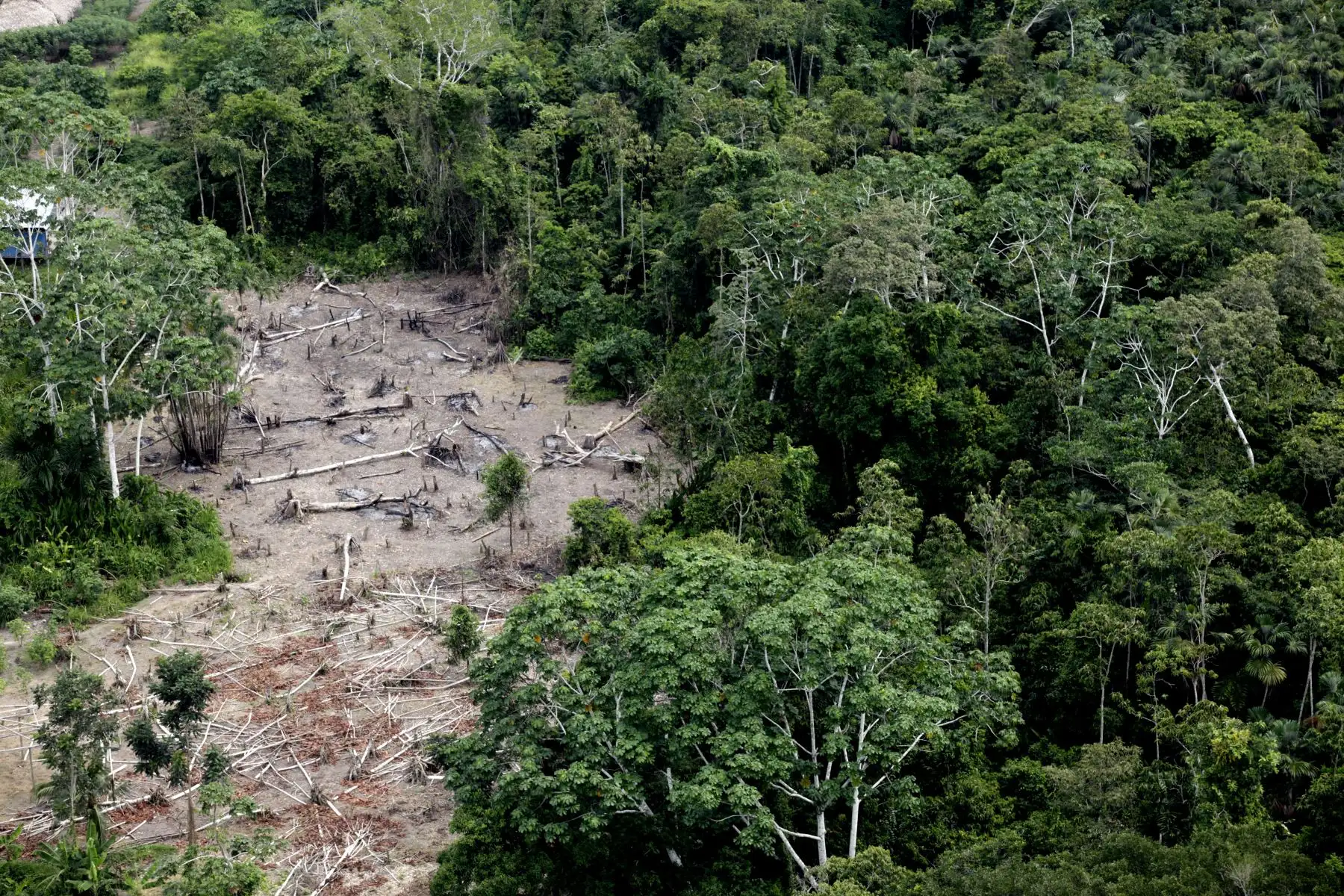 La última vez que se mudaron, las 12 familias de la comunidad al pie del río Marañón decidieron defender sus bosques y pelear con uñas y dientes contra motosierras y machetes migrantes.