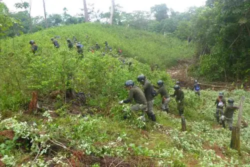 El Proyecto Especial de Control y Reducción de Cultivos Ilegales en el Alto Huallaga (Corah), con el apoyo de la Policía Nacional del Perú (PNP), erradicó 2,198 hectáreas de hoja de coca ilegal en los ejes operacionales de Aguaytía (Ucayali), Santa Lucía (San Martín) y Ciudad Constitución (Pasco).