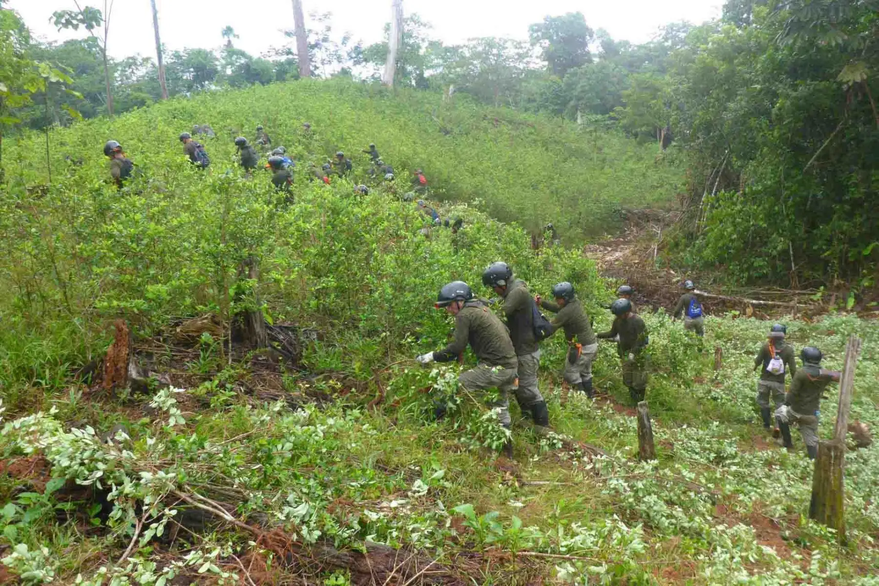 El Proyecto Especial de Control y Reducción de Cultivos Ilegales en el Alto Huallaga (Corah), con el apoyo de la Policía Nacional del Perú (PNP), erradicó 2,198 hectáreas de hoja de coca ilegal en los ejes operacionales de Aguaytía (Ucayali), Santa Lucía (San Martín) y Ciudad Constitución (Pasco).