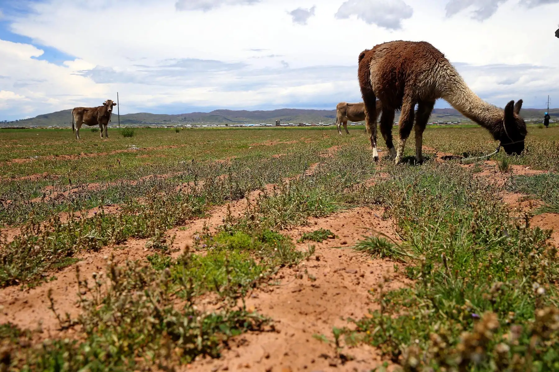 PUNO,PERÚ.FEBRERO 22. El pasto ya germinado sirve de alimento para los auquénidos y, en tiempos de invierno, el pasto es secado para combinarlo con otros alimentos. Foto:Andina/Luis Iparraguirre
