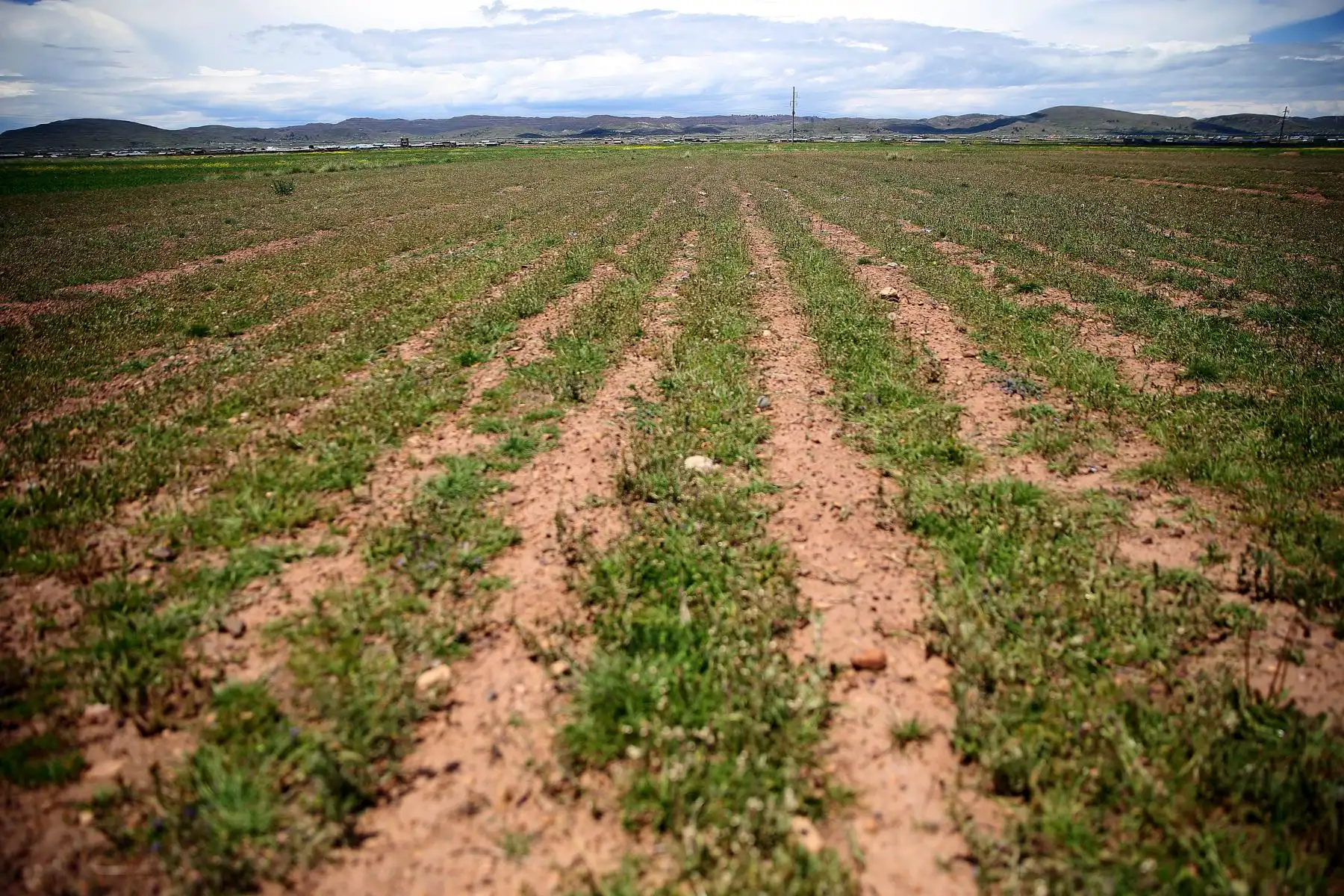 PUNO,PERÚ.FEBRERO 22. Solo este año se ha sembrado 40 mil hectáreas en 18 regiones y 239 distritos, beneficiando a cerca de 70 mil familias. Foto:Andina/Luis Iparraguirre