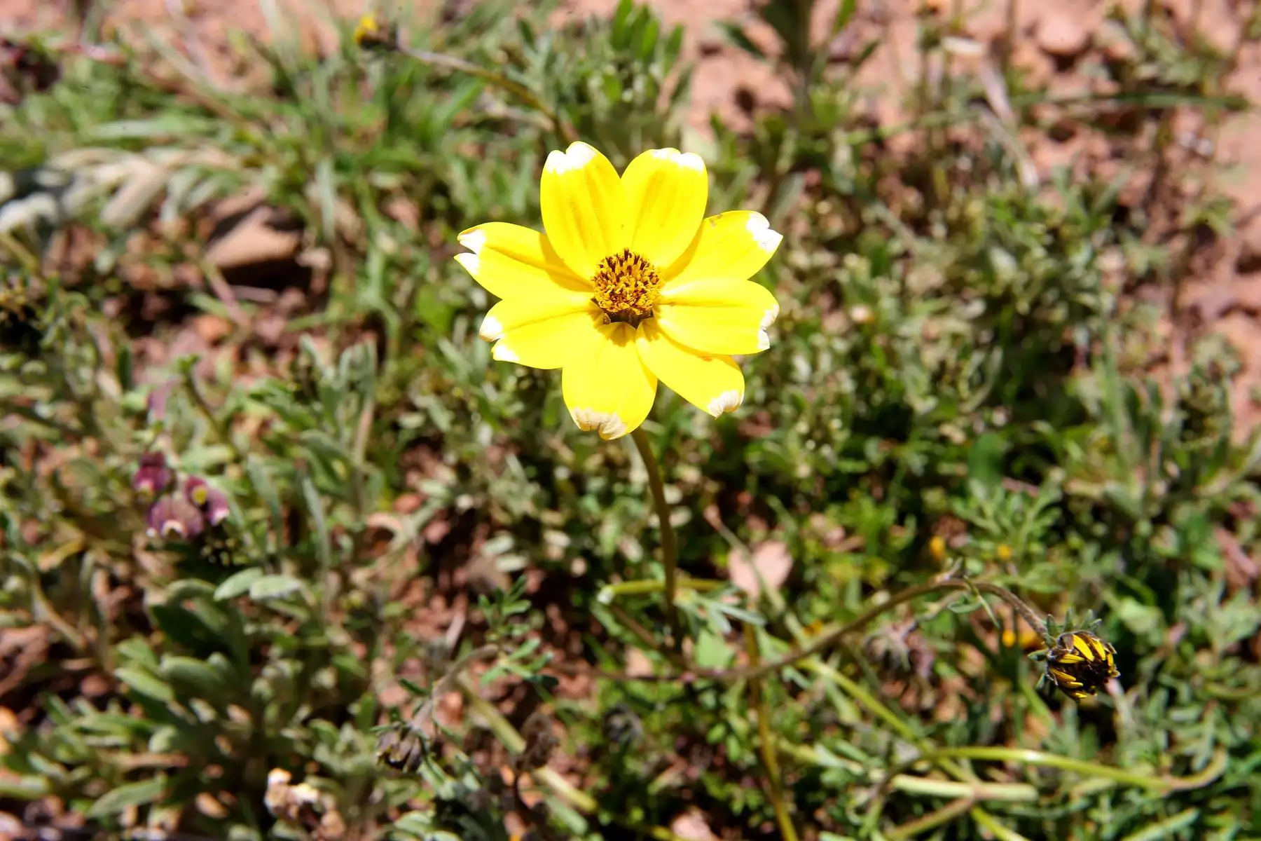PUNO,PERÚ.FEBRERO 22. La flor de Misiku es usada para los rituales de la Pachamama y crece, luego de la germinación del pasto. Foto:Andina/Luis Iparraguirre