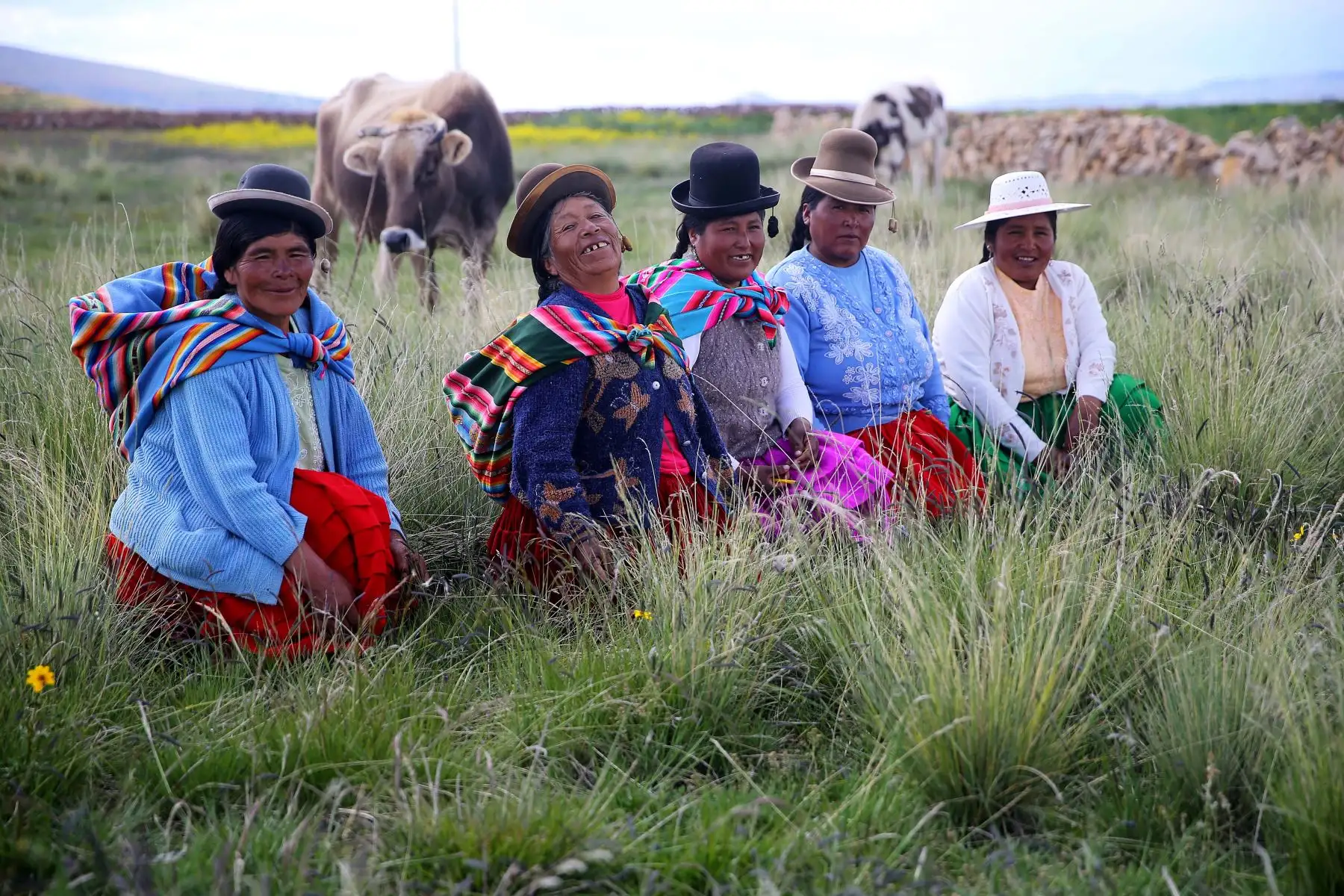 PUNO,PERÚ.FEBRERO 22. El ganado puneño sufre de terribles enfermedades estomacales que llevan a la muerte de este noble animal. Foto:Andina/Luis Iparraguirre