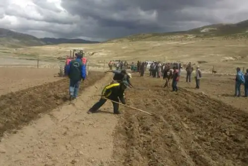 El Ministerio de Agricultura y Riego, a través de Agro Rural, viene ejecutando la siembra de 400 hectáreas de alfalfa y cebada en la región Moquegua, con el objetivo de asegurar la alimentación de 3,600 cabezas de ganado vacuno y 18,400 ovinos, impulsando así la producción de leche en dicha región.