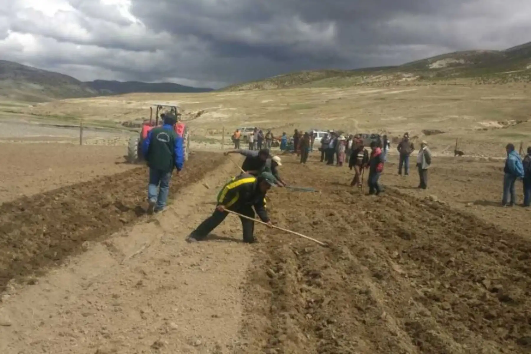 El Ministerio de Agricultura y Riego, a través de Agro Rural, viene ejecutando la siembra de 400 hectáreas de alfalfa y cebada en la región Moquegua, con el objetivo de asegurar la alimentación de 3,600 cabezas de ganado vacuno y 18,400 ovinos, impulsando así la producción de leche en dicha región.