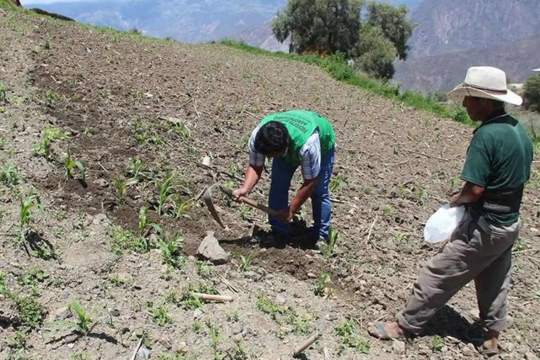 El Ministerio de Agricultura y Riego (Minagri), a través de Agro Rural, y la Municipalidad Distrital de Pallasca, entregaron más de seis toneladas de semillas de alfalfa y avena forrajera para atender a los productores del distrito de Pallasca, en la región Áncash.