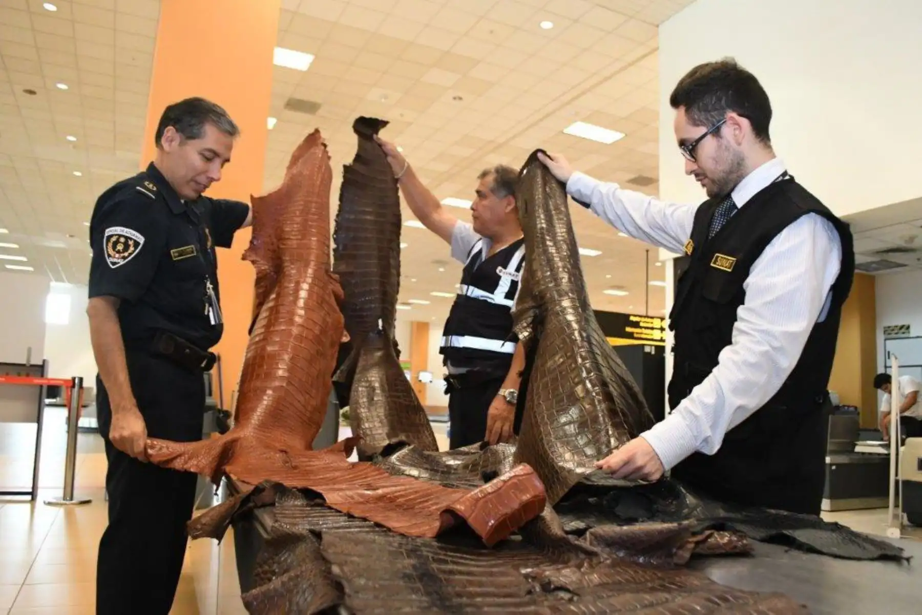 Decomisan pieles de cocodrilo y prótesis que iban a ser ingresadas al país sin ser declaradas. Foto: ANDINA/Difusión