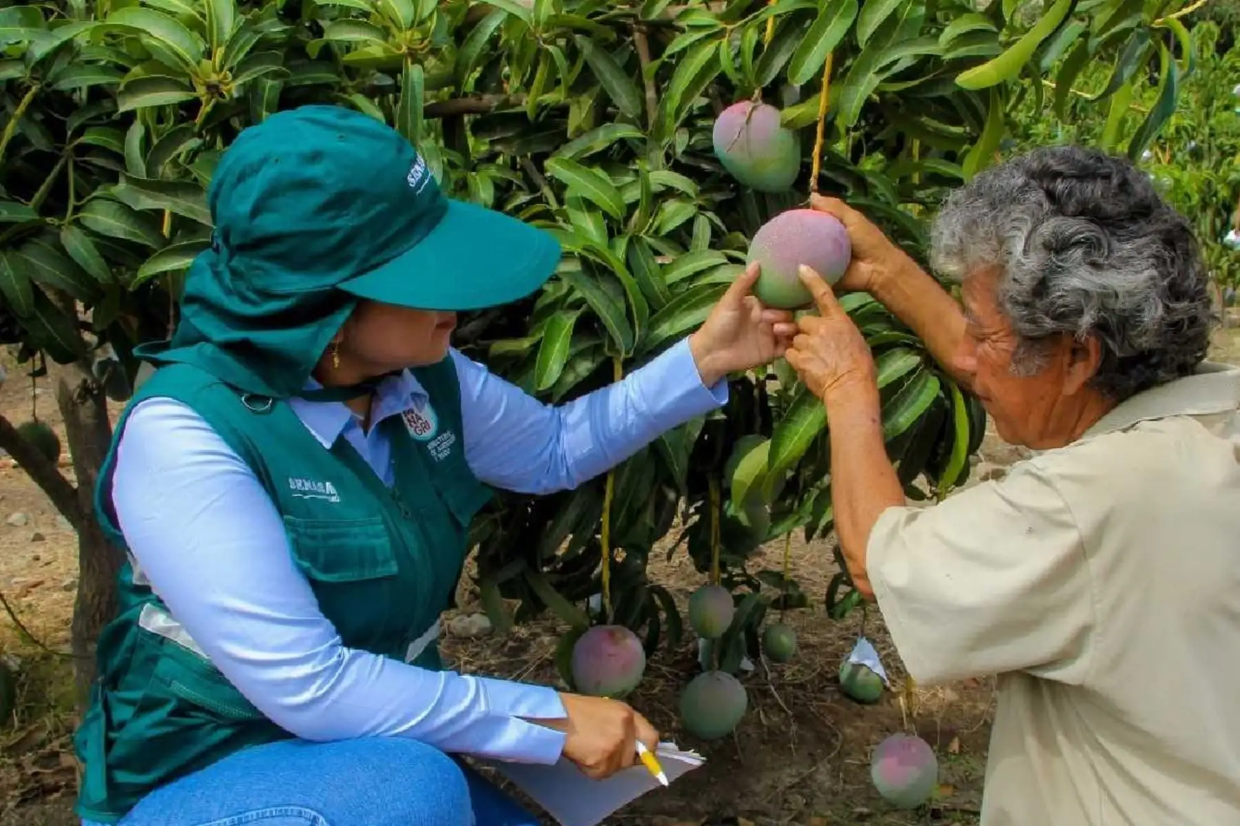 El mango Kent y la palta Hass son los principales productos de exportación de la región Áncash.