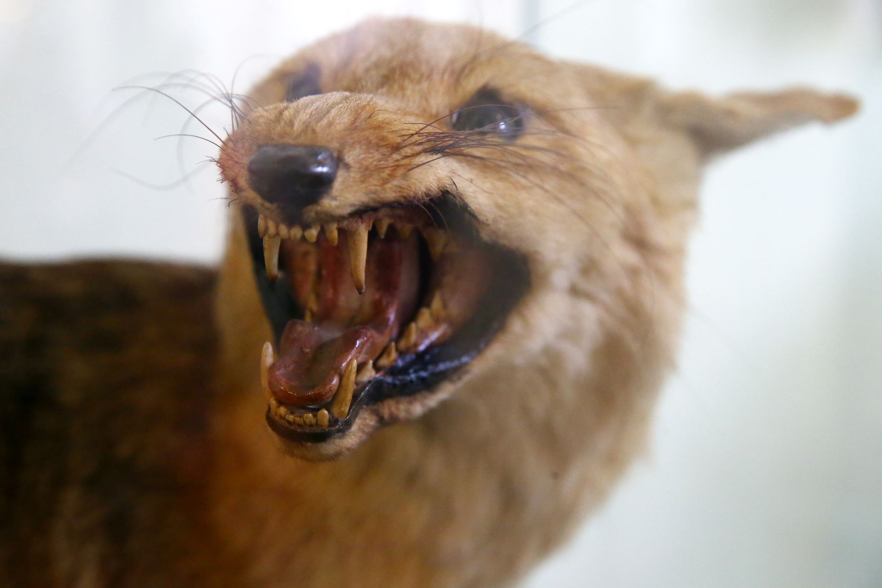 Un ejemplar del zorro andino se puede apreciar en el Museo de Historia Natural de San Marcos, que está cumpliendo 100 años. Foto: ANDINA/Melina Mejía