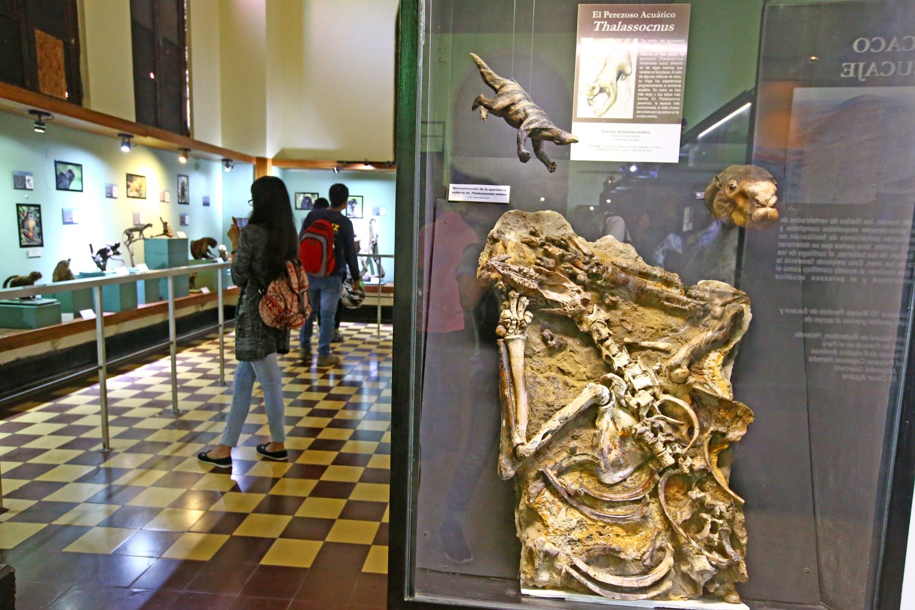 El Museo de Historia Natural, que cumple 100 años, tiene 13 salas de exhibición y pronto abrirá la número 14. . Foto: ANDINA/Melina Mejía