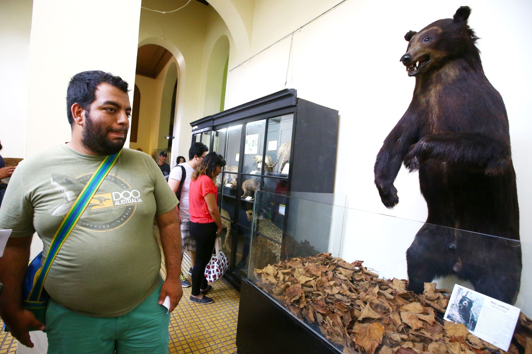 El Oso Andino u Oso de Anteojos llama poderosamente la atención de los visitantes al Museo de Historia Natural. Foto: ANDINA/Melina Mejía