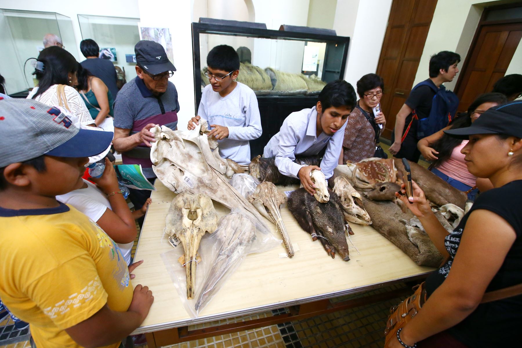En el Día de las Colecciones Abiertas, los visitantes al Museo de Historia Natural pudieron tocar las muestras. Foto: ANDINA/Melina Mejía