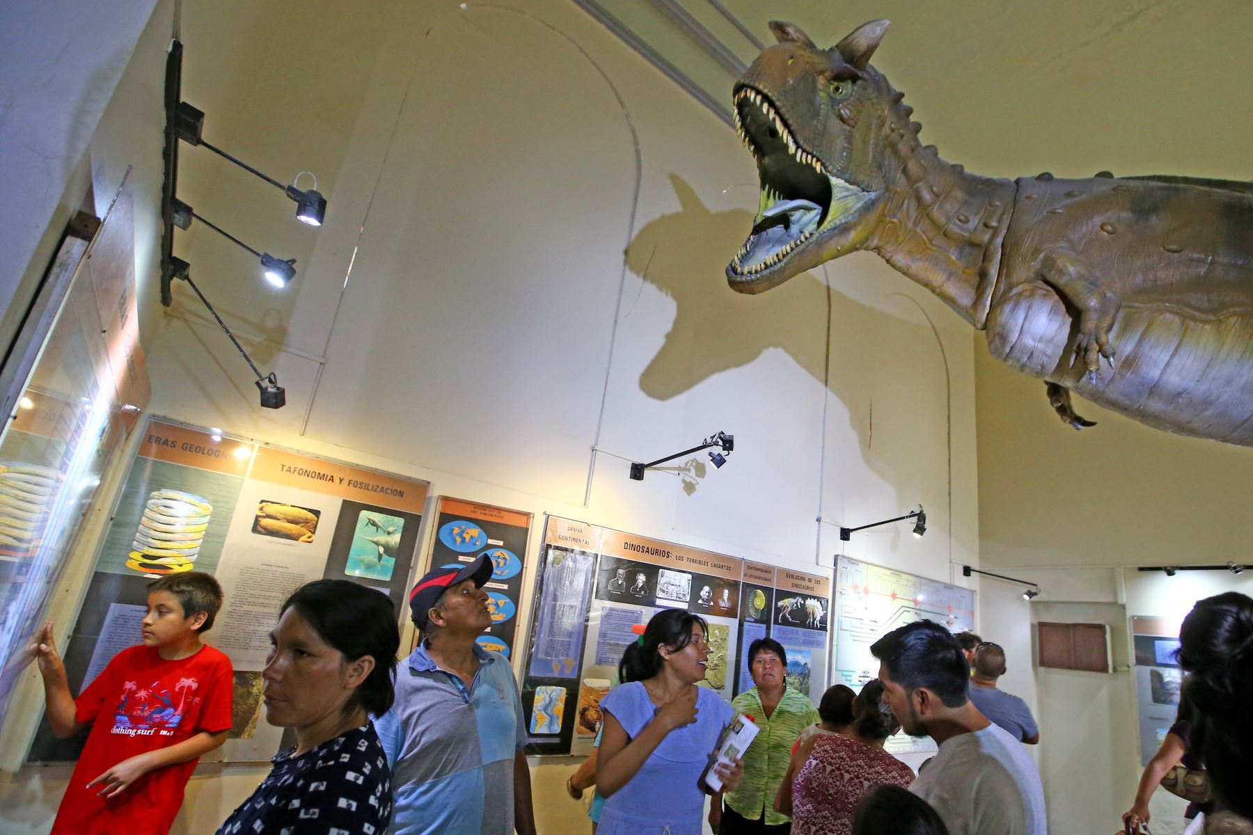 Difícil no impresionarse con la imponente figura del Taurosaurus, llamado así por los dos cuernos que poseía. Se exhibe en el Museo de Historia Natural de San Marcos. Foto: ANDINA/Melina Mejía