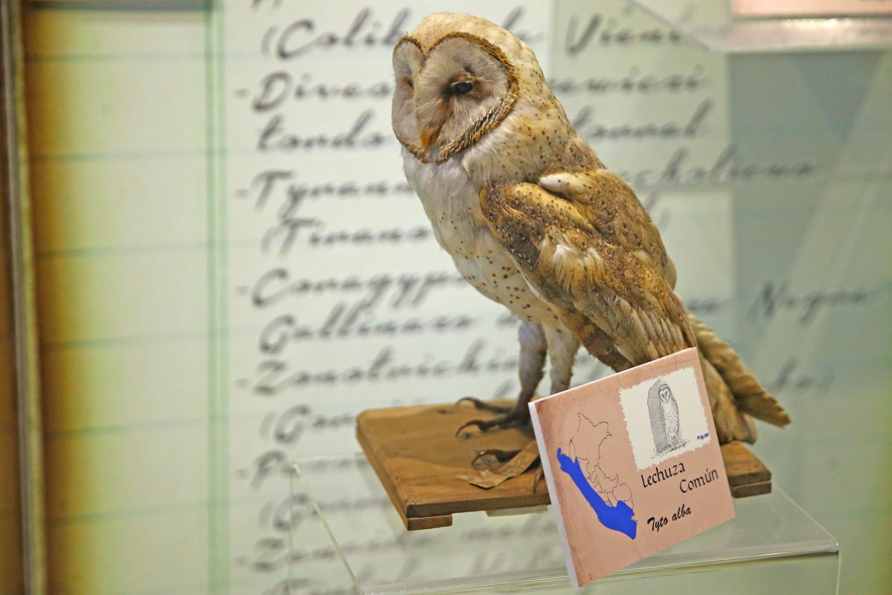 Un ejemplar de lechuza común forma parte de la colección de aves  del Museo de Historia Natural. Foto: ANDINA/Melina Mejía