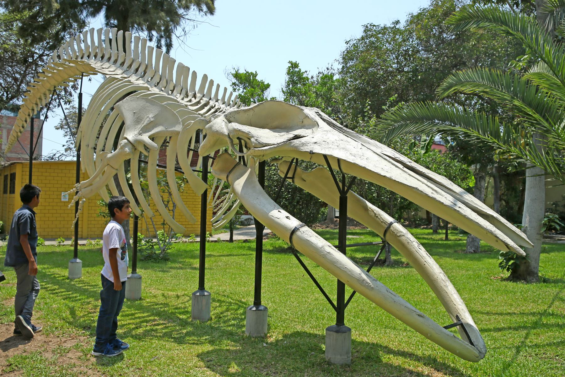 Una de las muestras más impactantes del Museo de Historia Natural es la osamenta de un cachalote hallado en una playa al norte de Lima. Foto: ANDINA/Melina Mejía