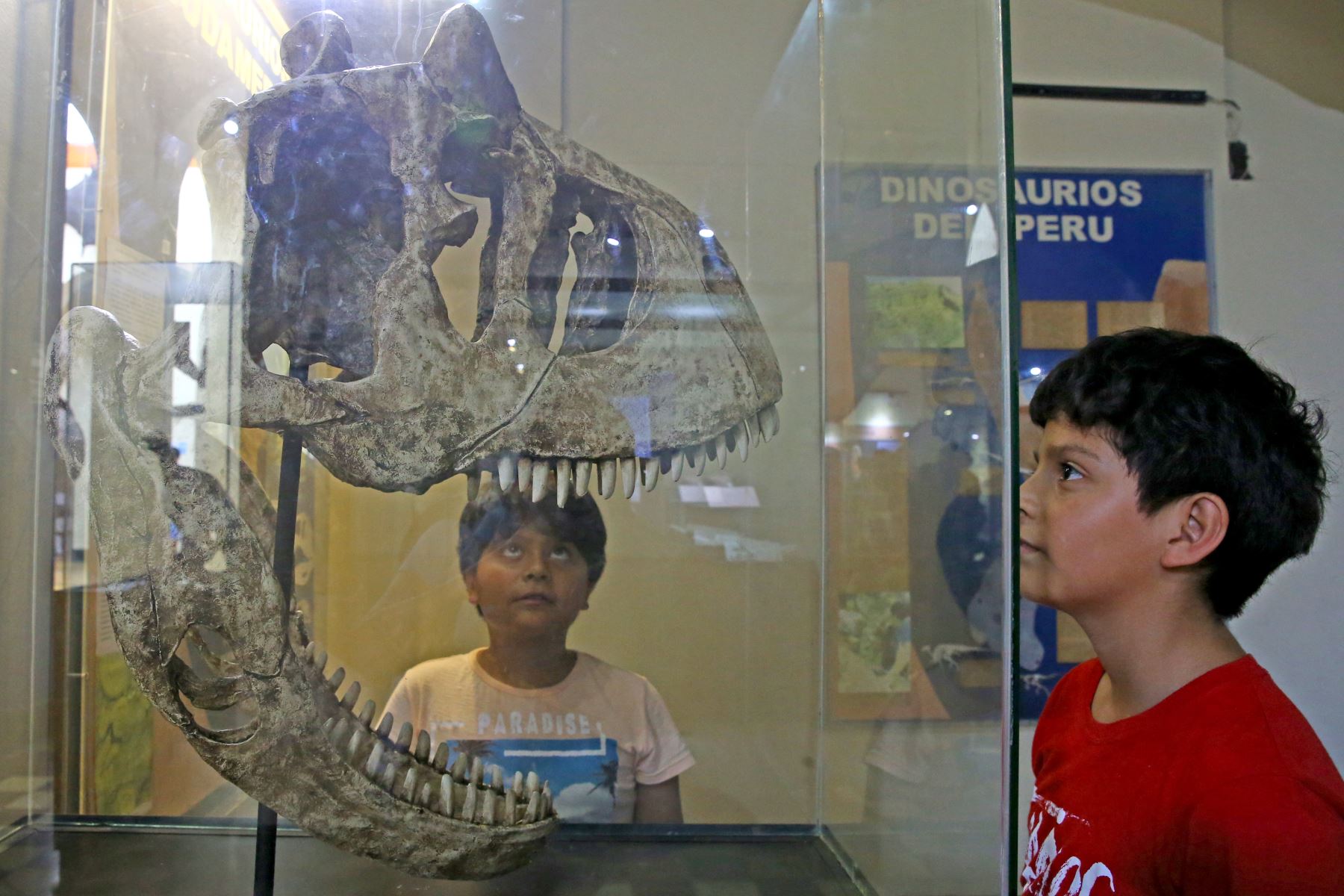 La exhibición de las osamentas de animales son las que más cautivan a los niños que llegan hasta el Museo de Historia Natural.   Foto: ANDINA/Melina Mejía