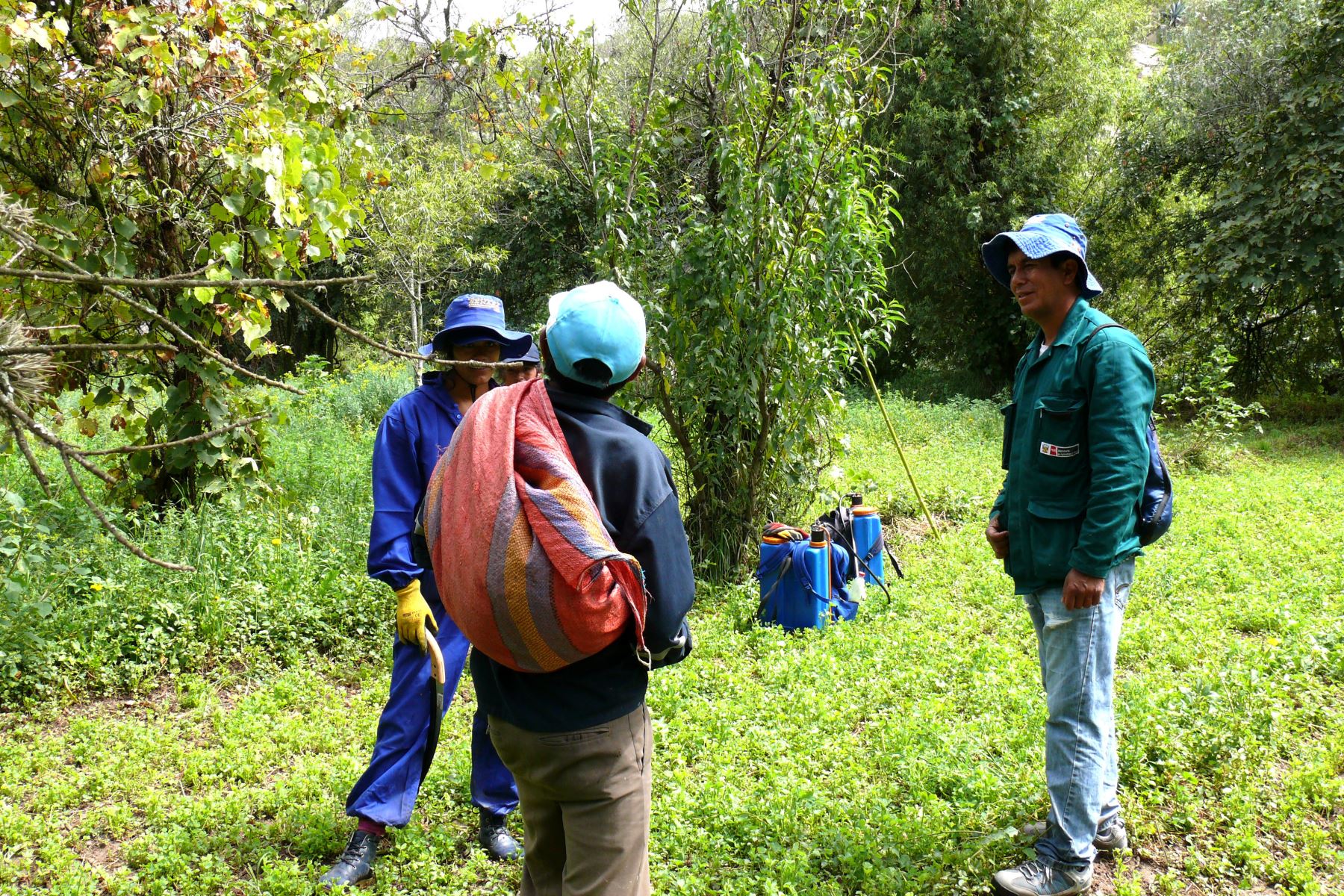 Senasa y productores de frutas de Ayacucho combaten plaga de la mosca de la fruta. ANDINA/Difusión