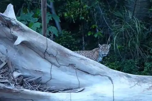 Avistan otorongo en el Parque Nacional del Manu