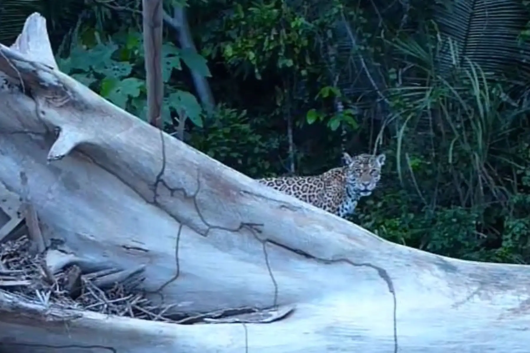 Avistan otorongo en el Parque Nacional del Manu