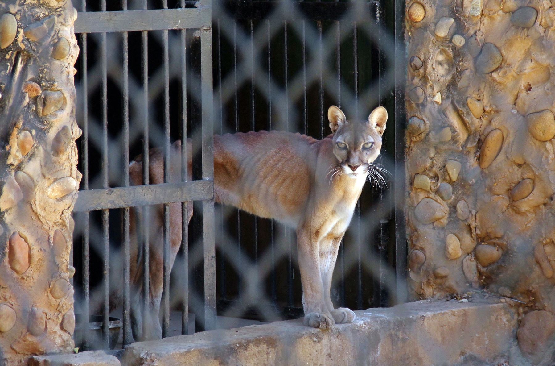 Puma hambriento en zoológico de Zulia. Foto: AFP.