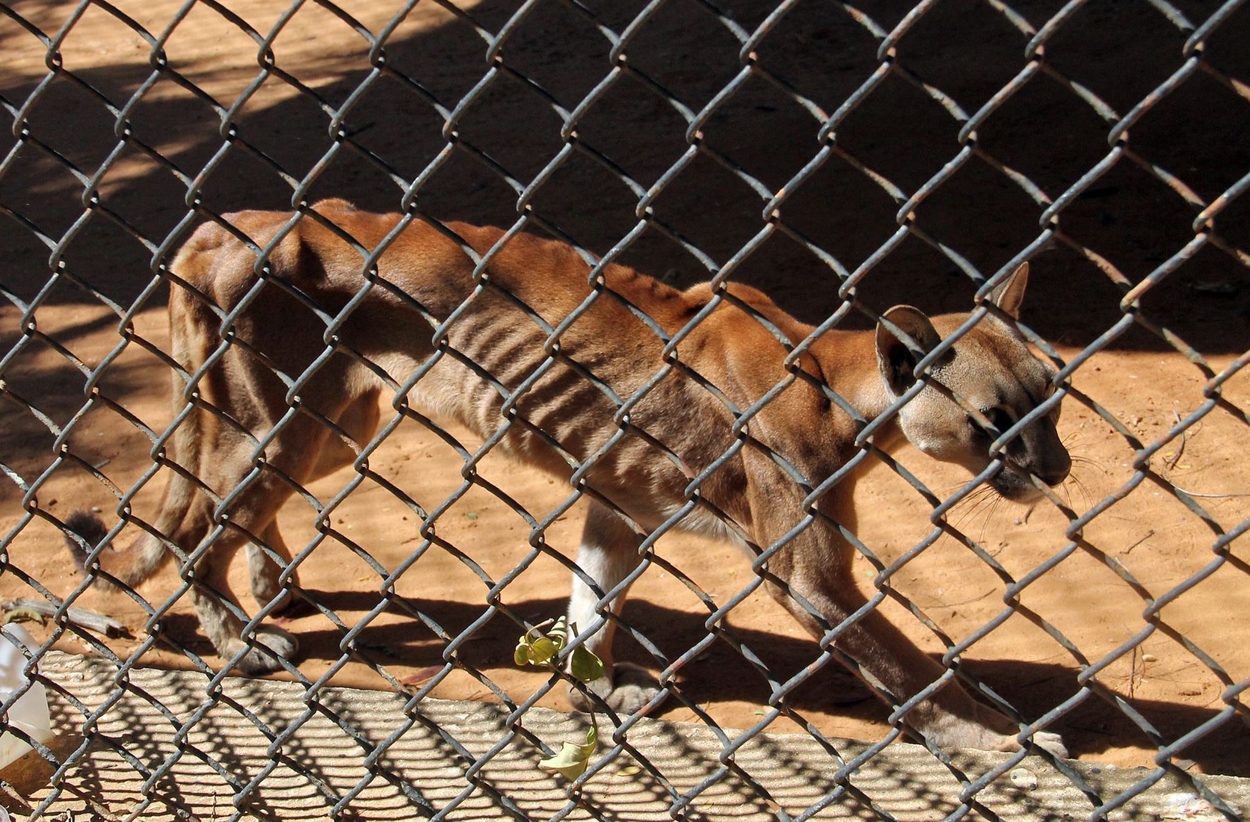 Puma hambriento en zoológico de Zulia. Foto: AFP.