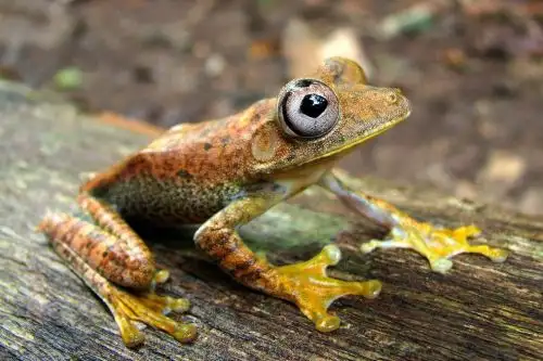 La gran biodiversidad que posee el Perú se expresa en su fauna, de la cual podemos destacar a los anfibios, que suman 622 especies identificadas, entre terrestres y acuáticos. Y la mayor variedad se encuentra en nuestra Amazonía, sobre todo en el Parque Nacional del Manu, área natural protegida ubicada en la región Madre de Dios. ANDINA/DifusiónANDINA/Difusión