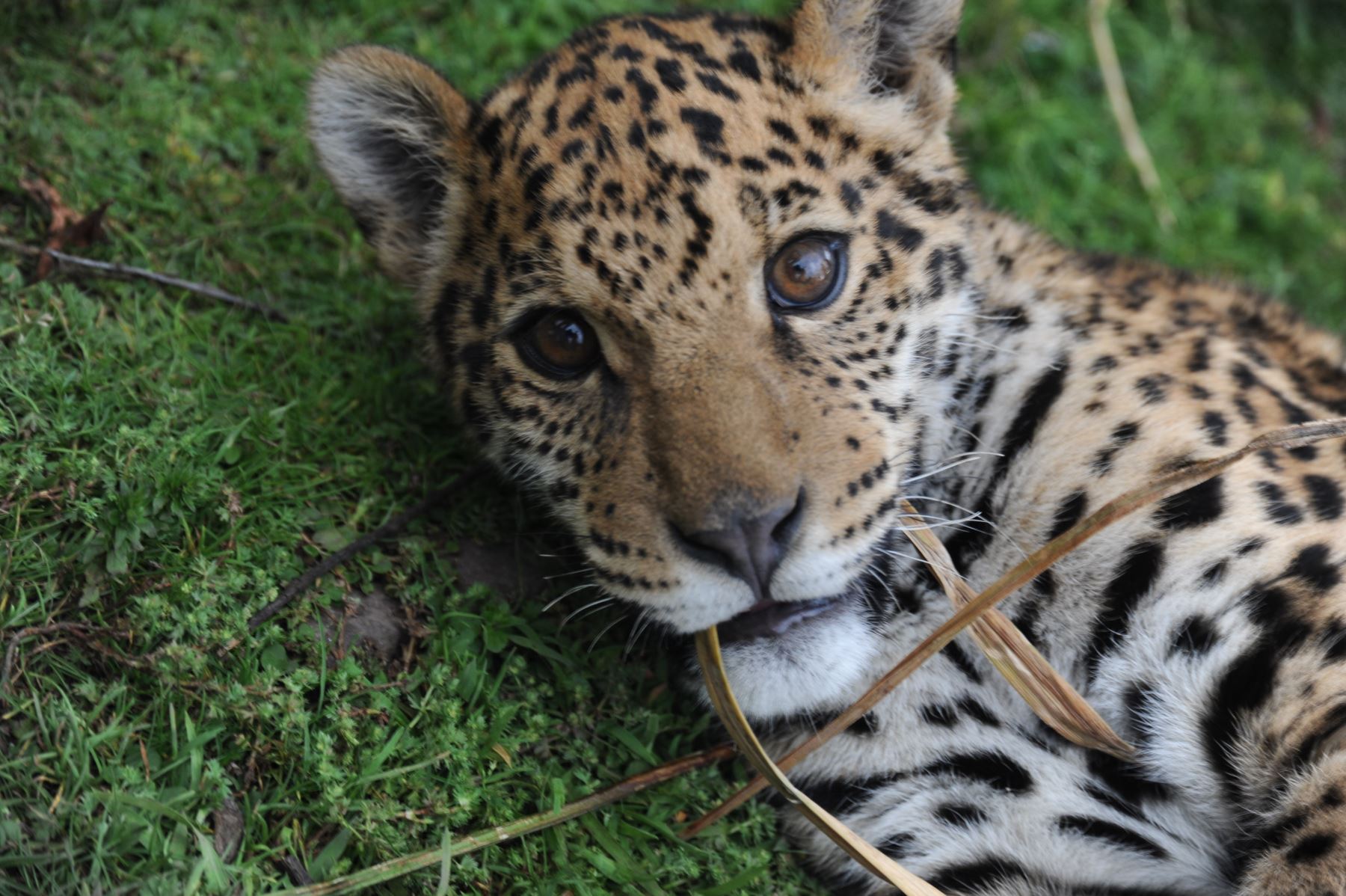 Conoce la “Iniciativa Jaguar” que busca conservar al felino más grande
