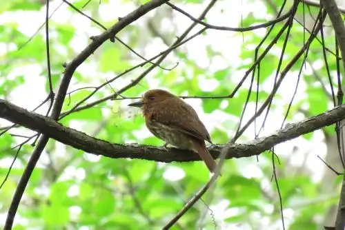 Se registraron  7,636 especies de aves en los 199 países que participaron en el Global Big Day. Nuestro país contribuyó con el registro de aproximadamente el 19 % de este total. Foto: ANDINA/Sernanp