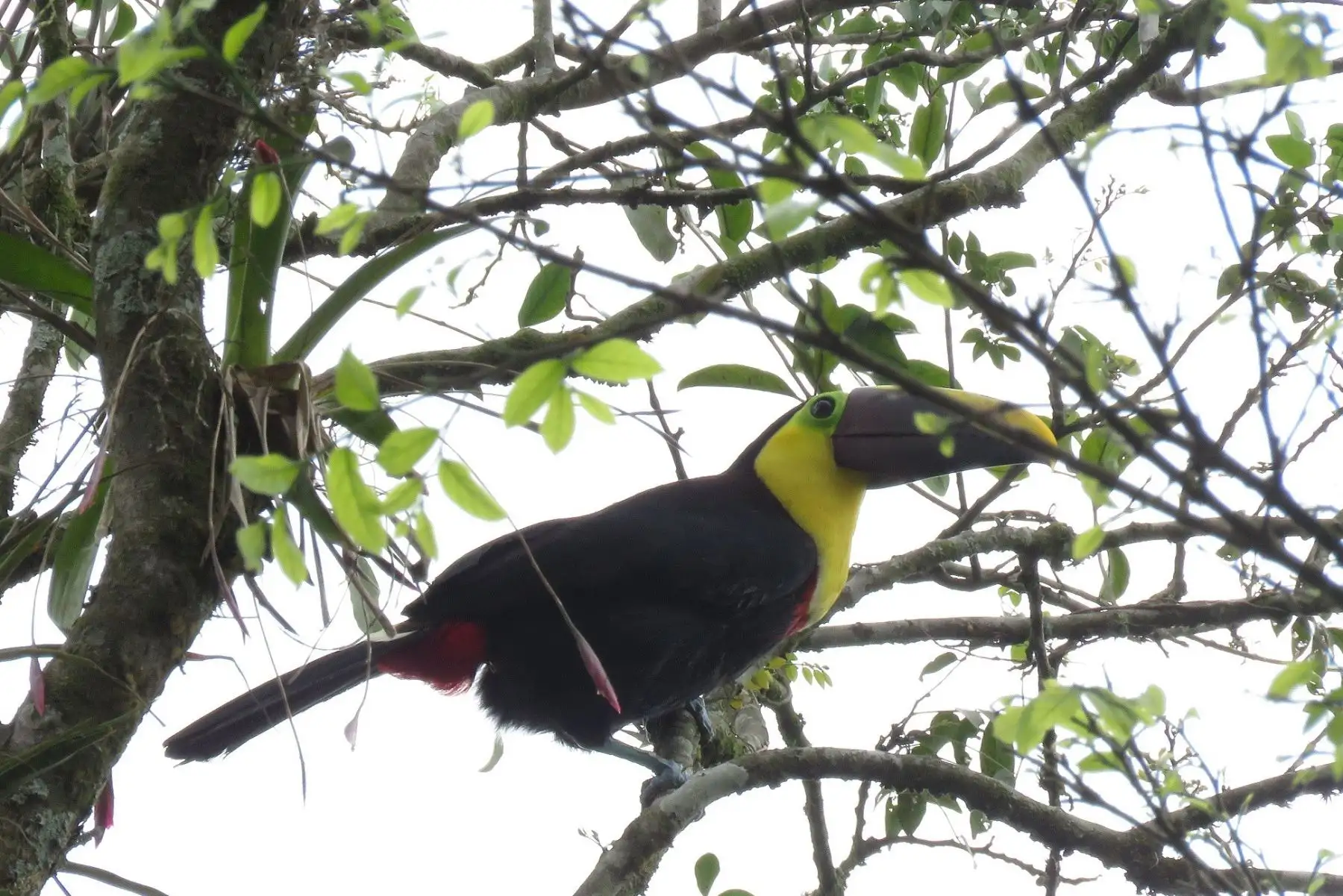 Ejemplar de especie Yellow-throated Toucan Ramphastos ambiguus fue avistada en Parque Nacional Cerros de Amotape. Foto: Sernanp/Elio Núnez