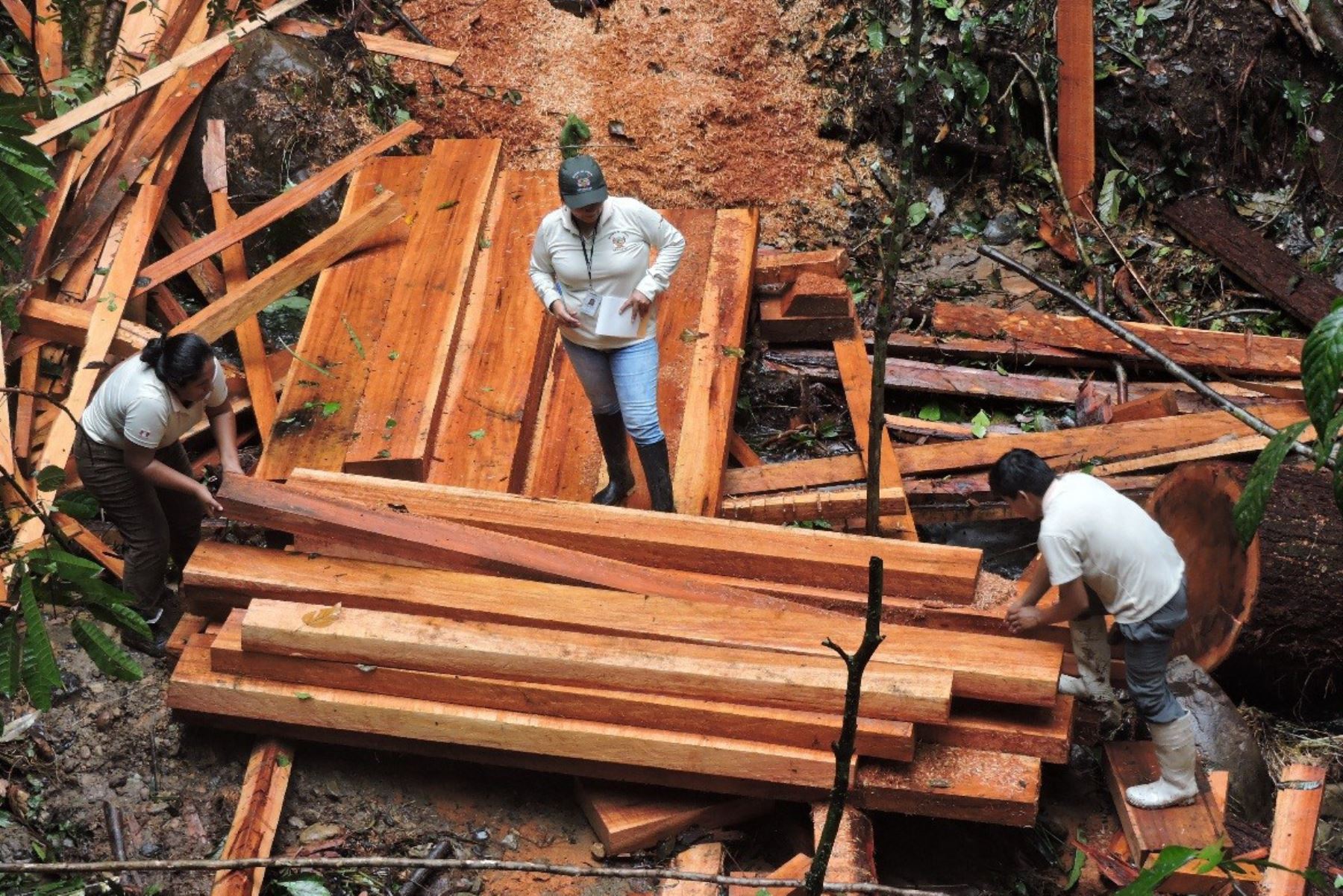 Detienen tala ilegal en interior de bosque de protección de Pasco. ANDINA/Difusión