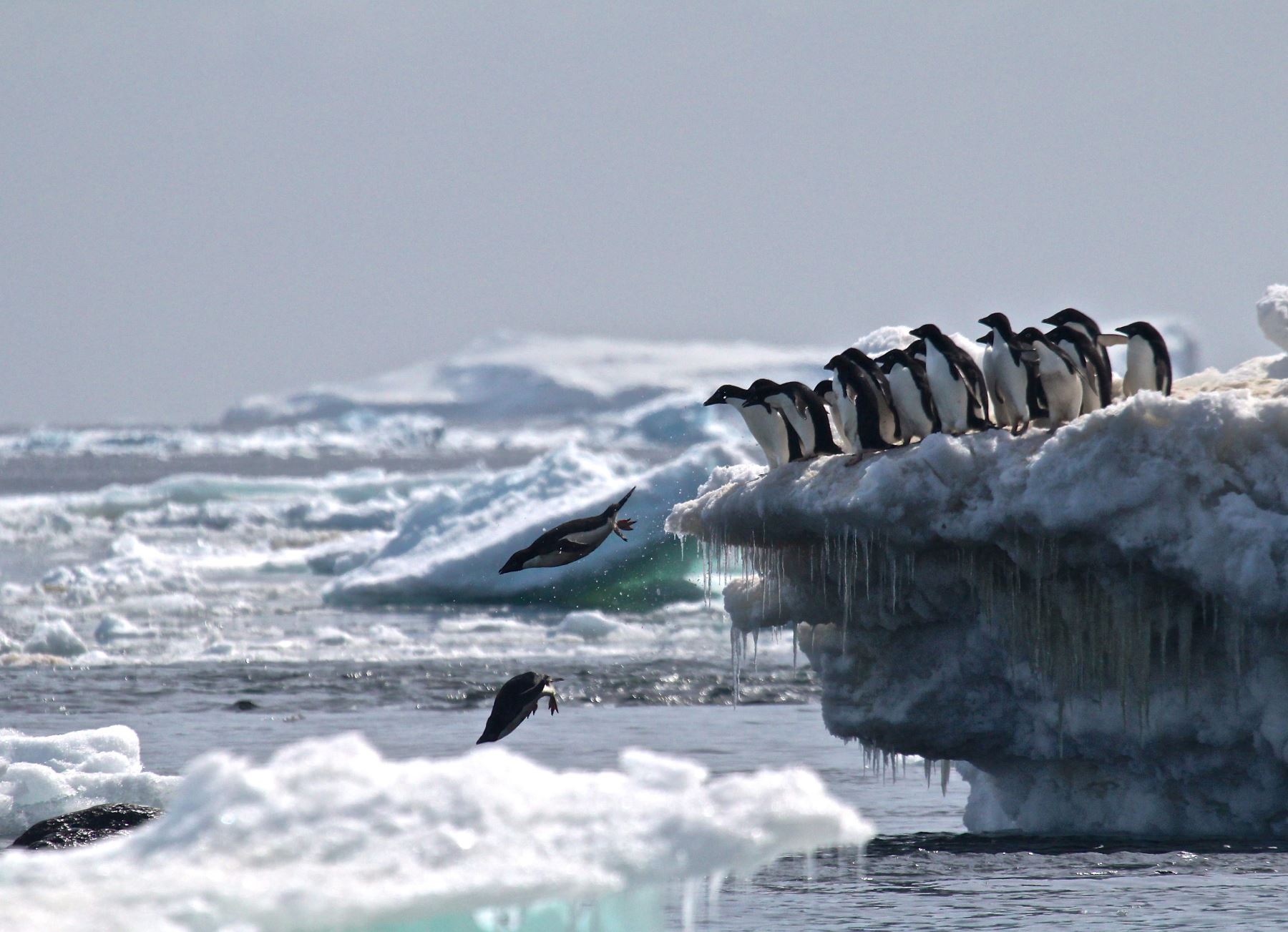 Pingüinos Adelaida. Foto: AFP