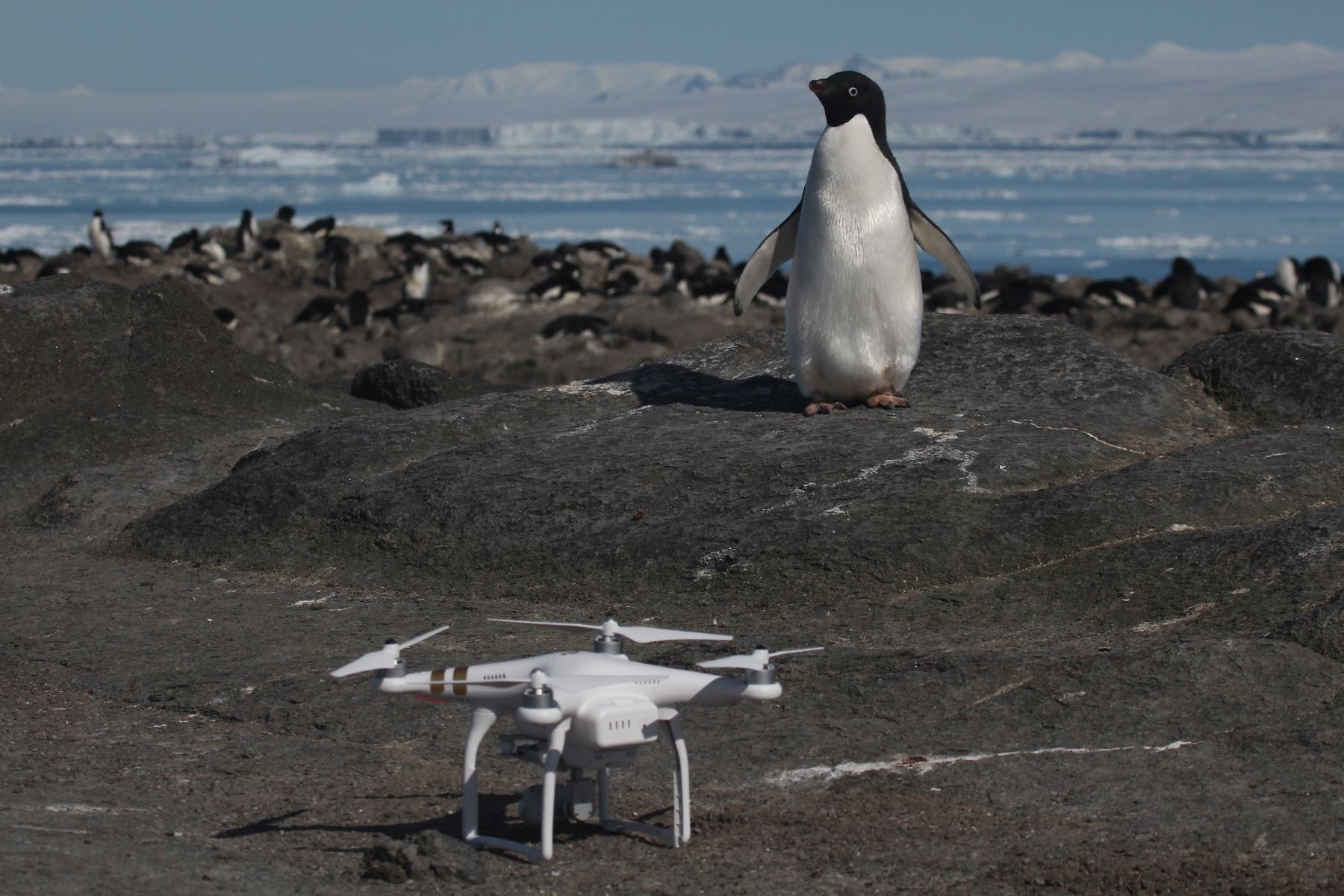 Pingüino Adelaida mirando un dron. Foto: AFP