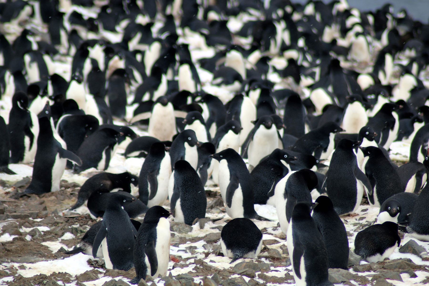 Colonia de pingüinos Adelaida. Foto: AFP