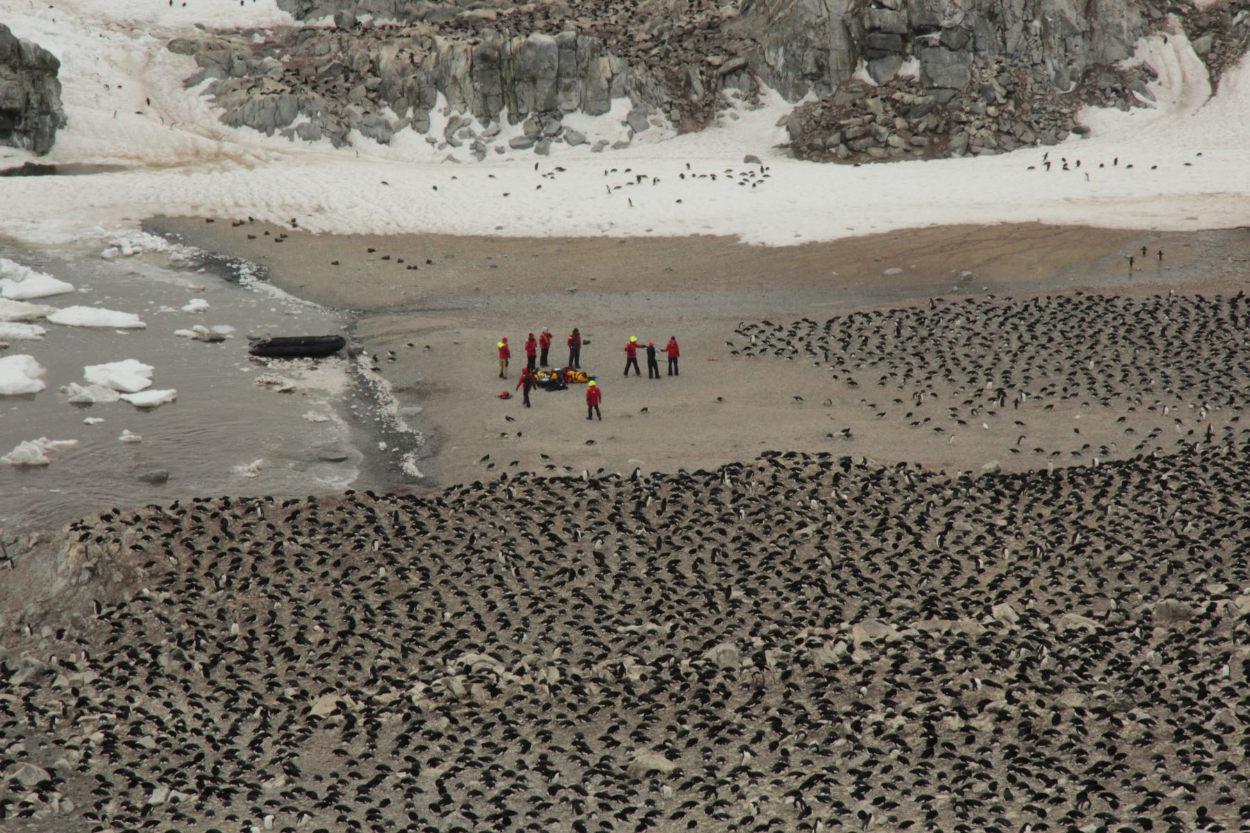 Colonia de reproducción de pingüinos Adelaida. Foto: AFP
