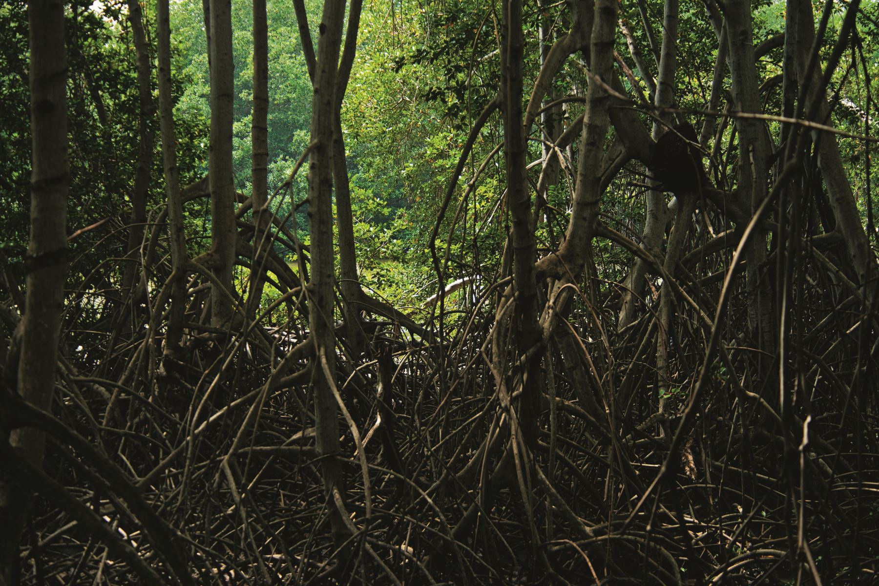 El Santuario custodia el majestuoso bosque de manglar y protege una alta diversidad biológica, además de incentivar la recreación y aumentar las corrientes turísticas en los lugares aledaños.
Foto: Sernanp/Walter Wust