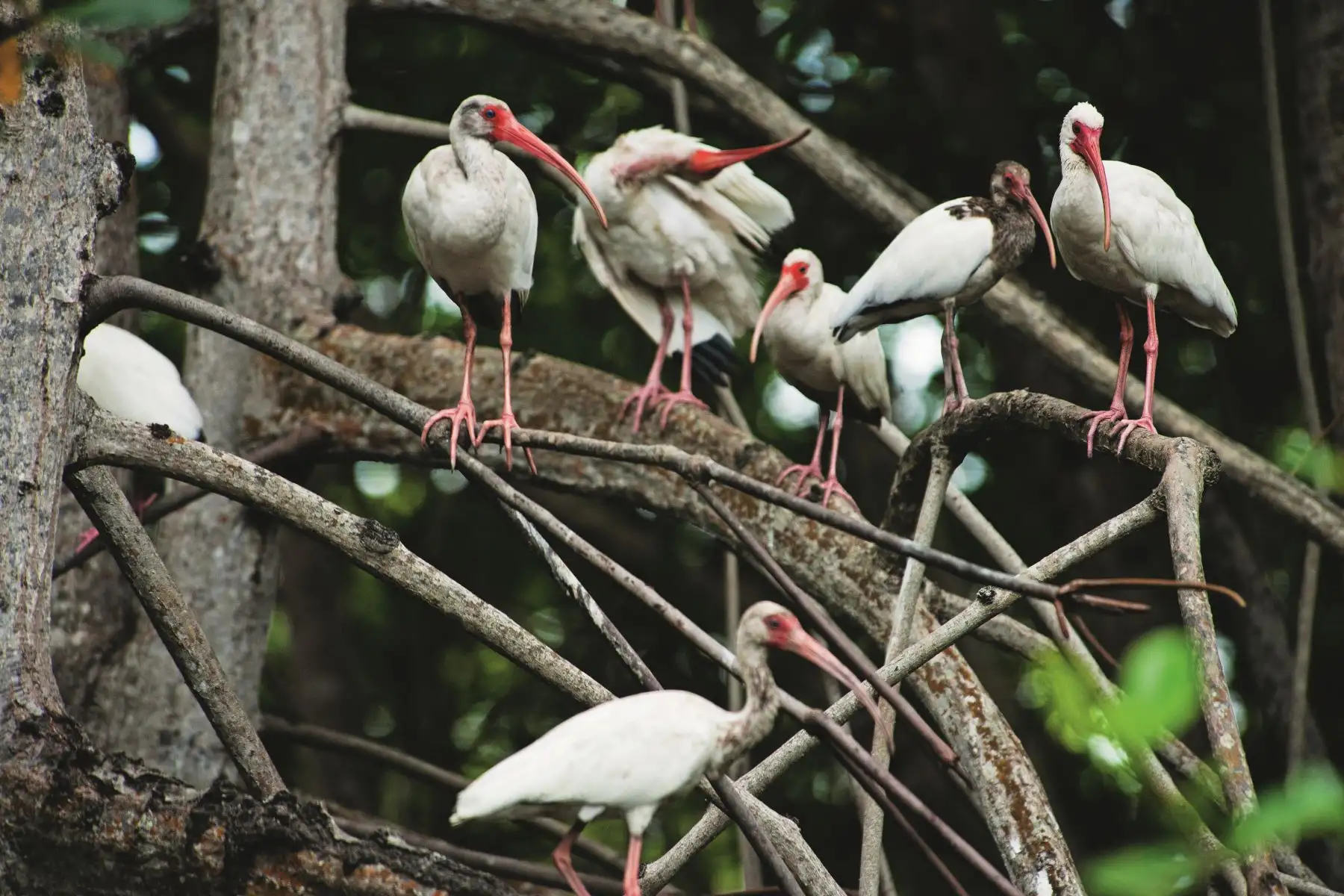 El objetivo de esta declaratoria fue que el Santuario Nacional los Manglares de Tumbes se consolide como albergue de la gran diversidad de especies acuáticos y proteger la fauna en peligro de extinción. Foto: Sernanp/Walter Wust