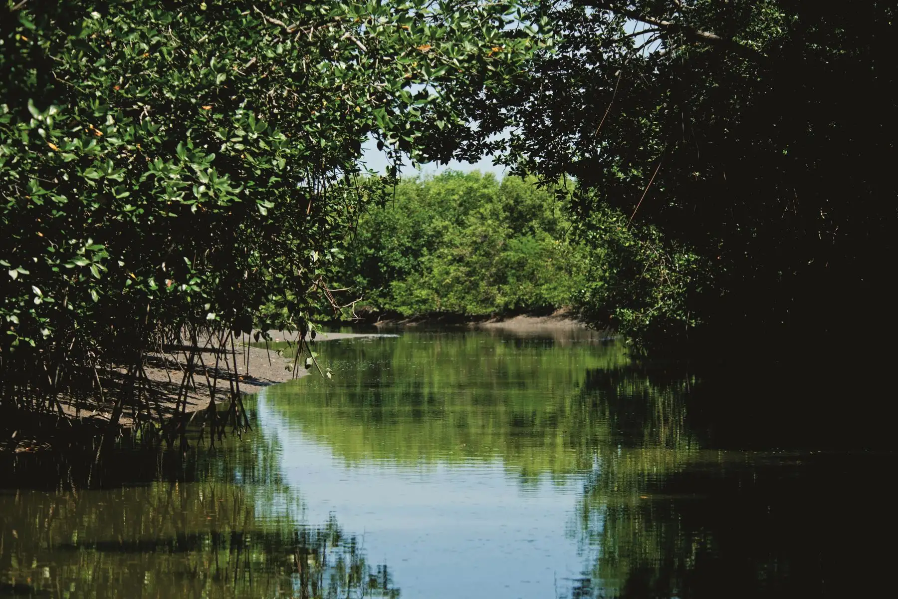Hace 30 años, el 2 de marzo de 1988, mediante DS Nº018-88-AG, se declaró al Santuario Nacional los Manglares d Tumbes como área natural protegida, con una extensión de 2,972 hectáreas, ubicada en el litoral de la provincia y distrito de Zarumilla, región Tumbes. Foto: Sernanp/Walter Wust